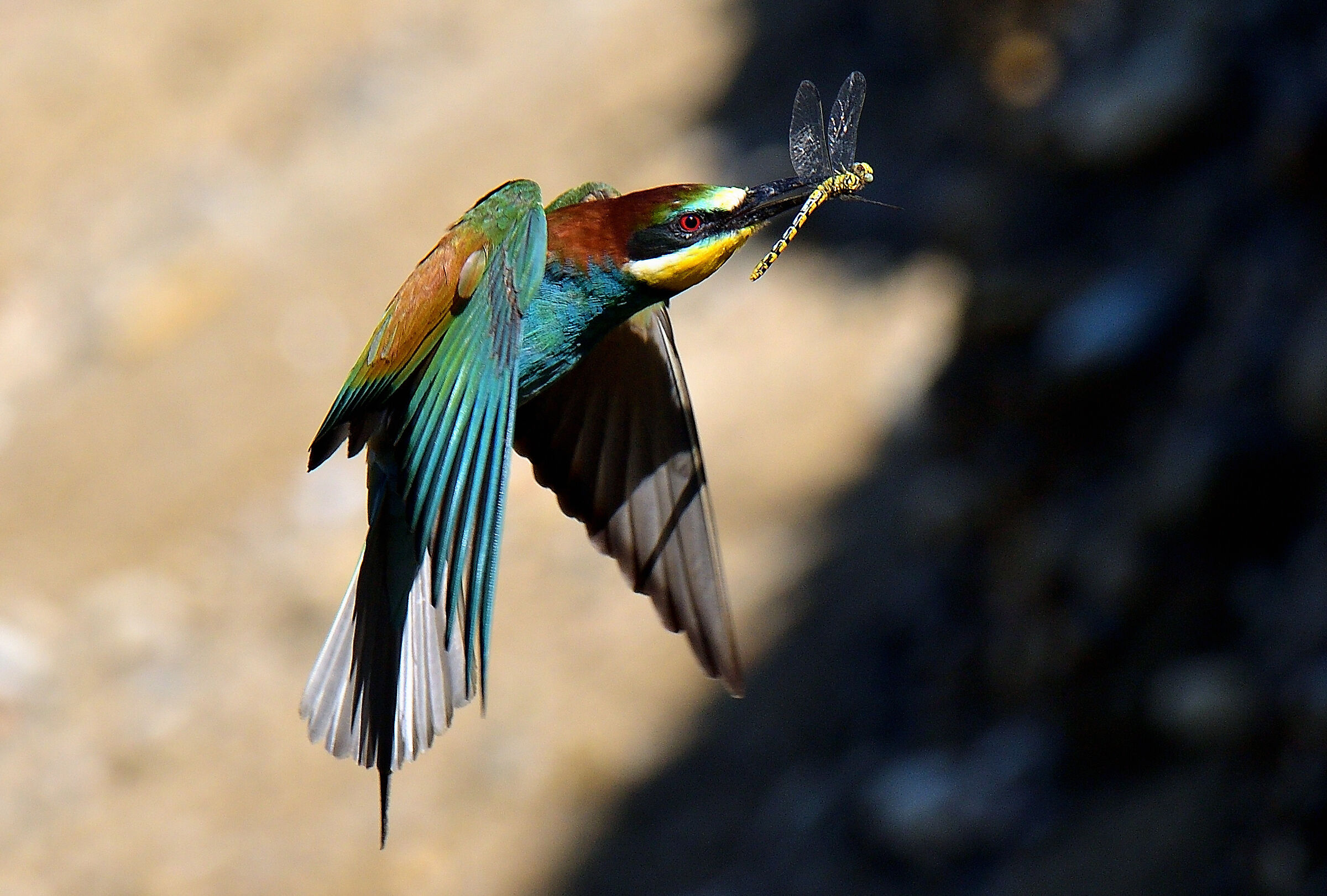 presaaaaa -gruccione libellula