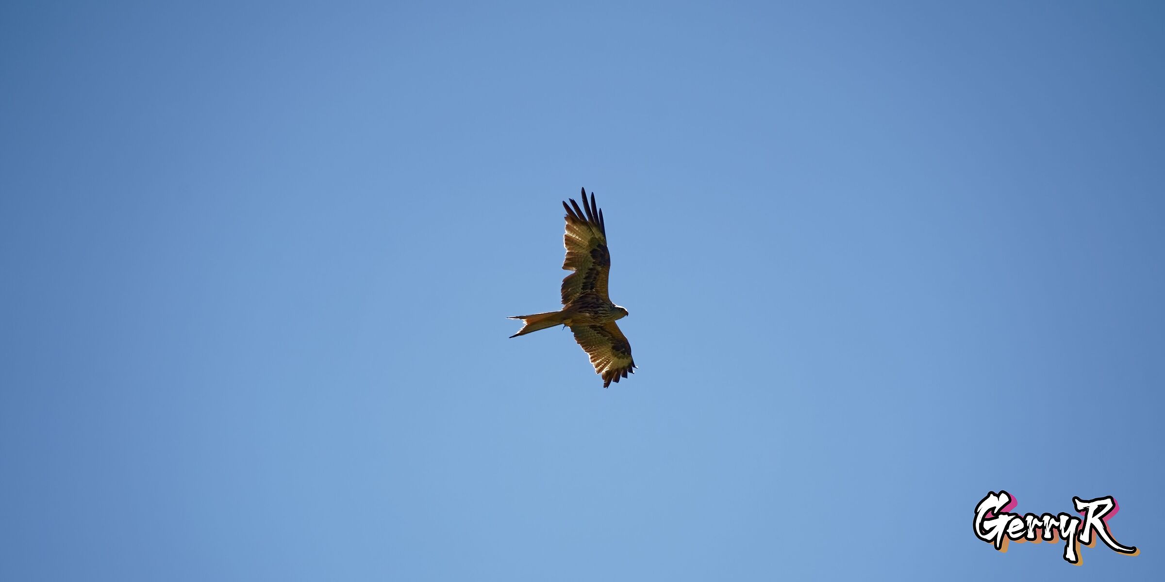 Hunting