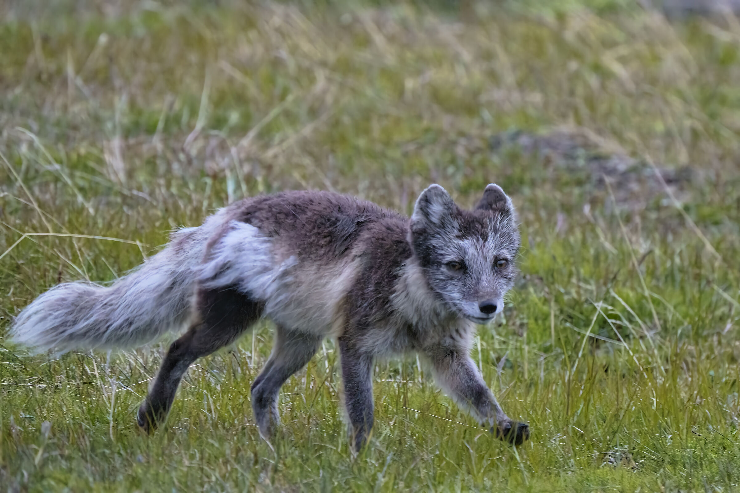 Volpe artica . Svaldbard