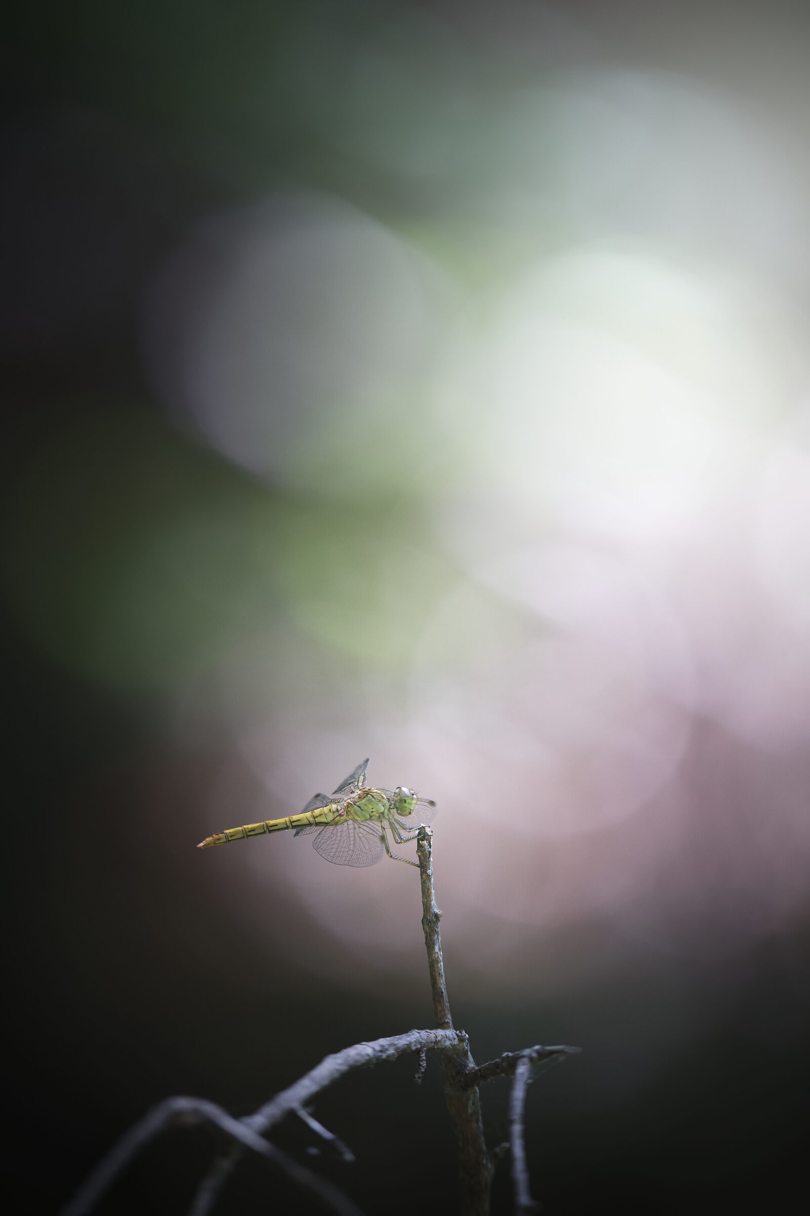 Untitled Photo