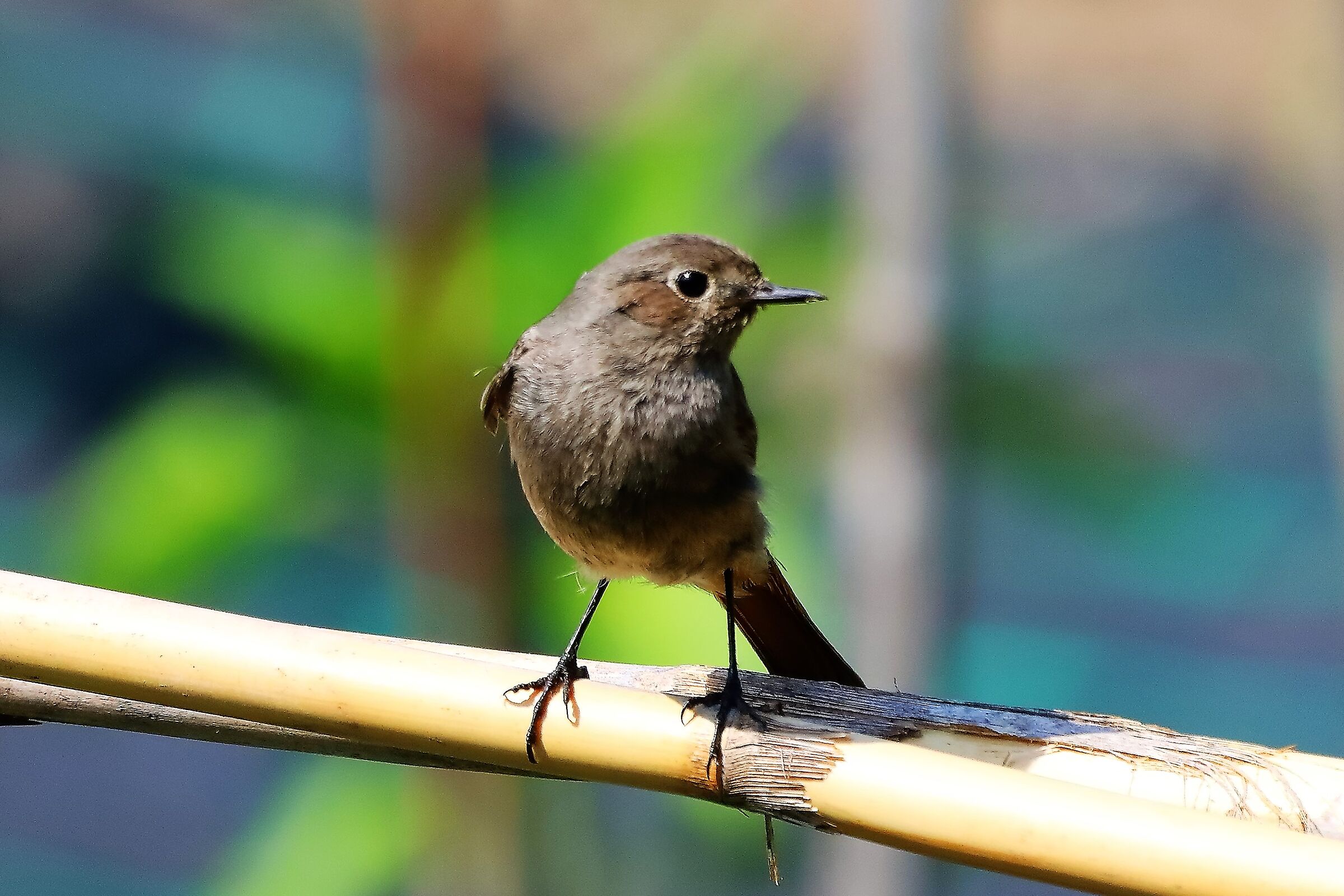 codirosso 02-06-2022