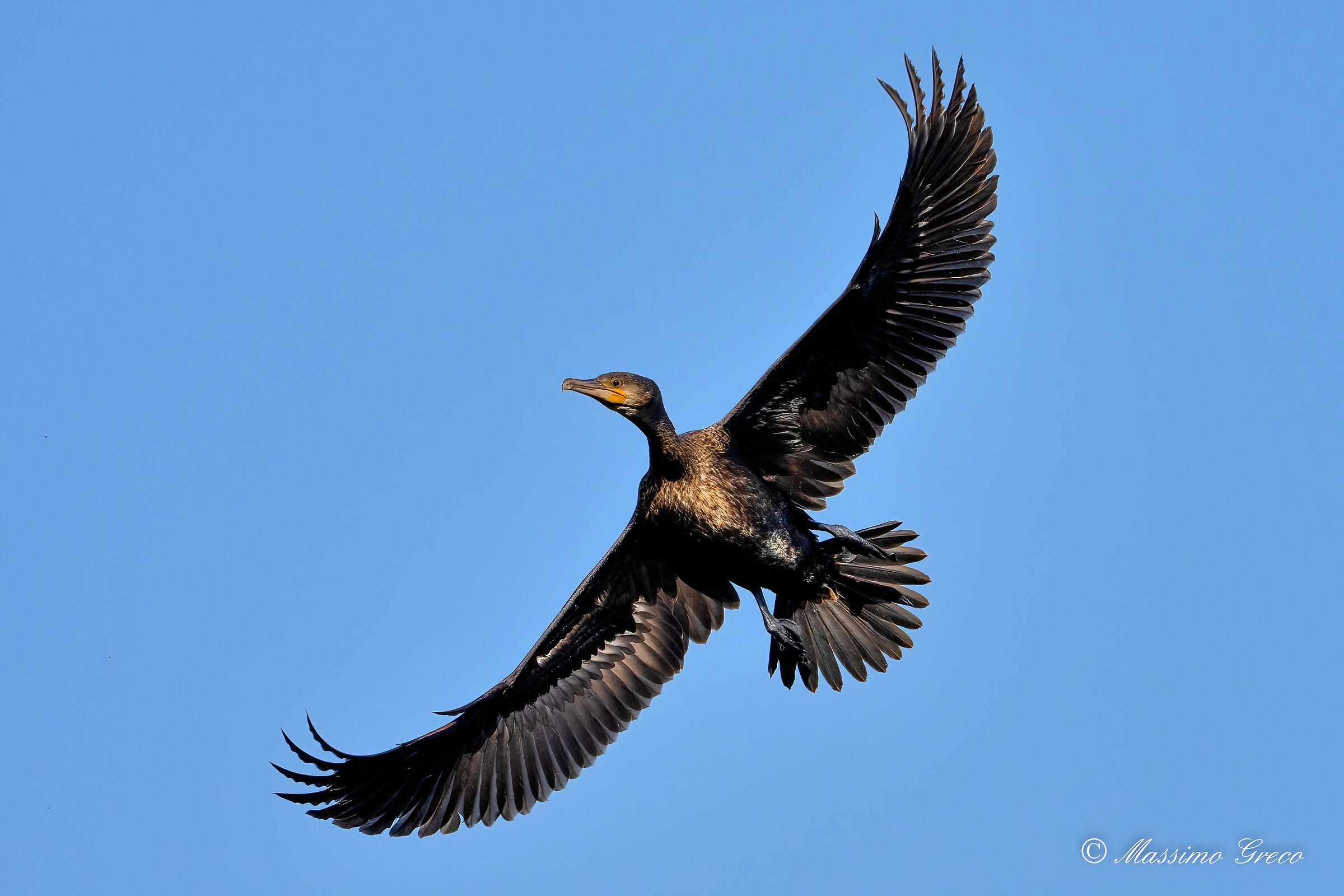 Cormorant (Phalacrocorax carbo)