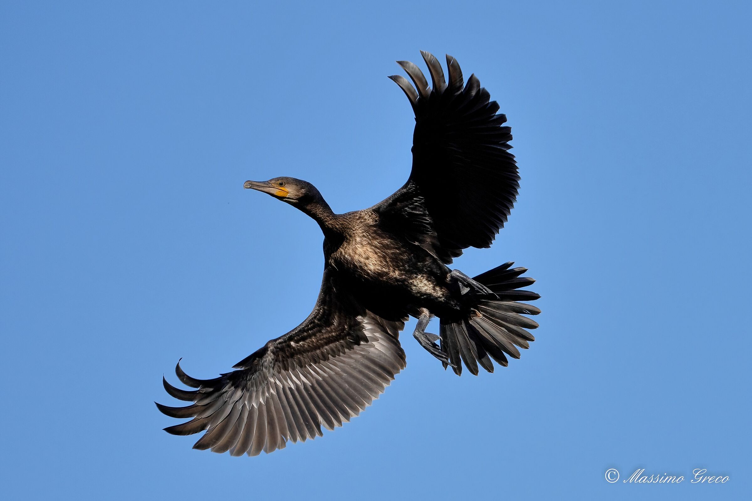 Cormorano (Phalacrocorax carbo)