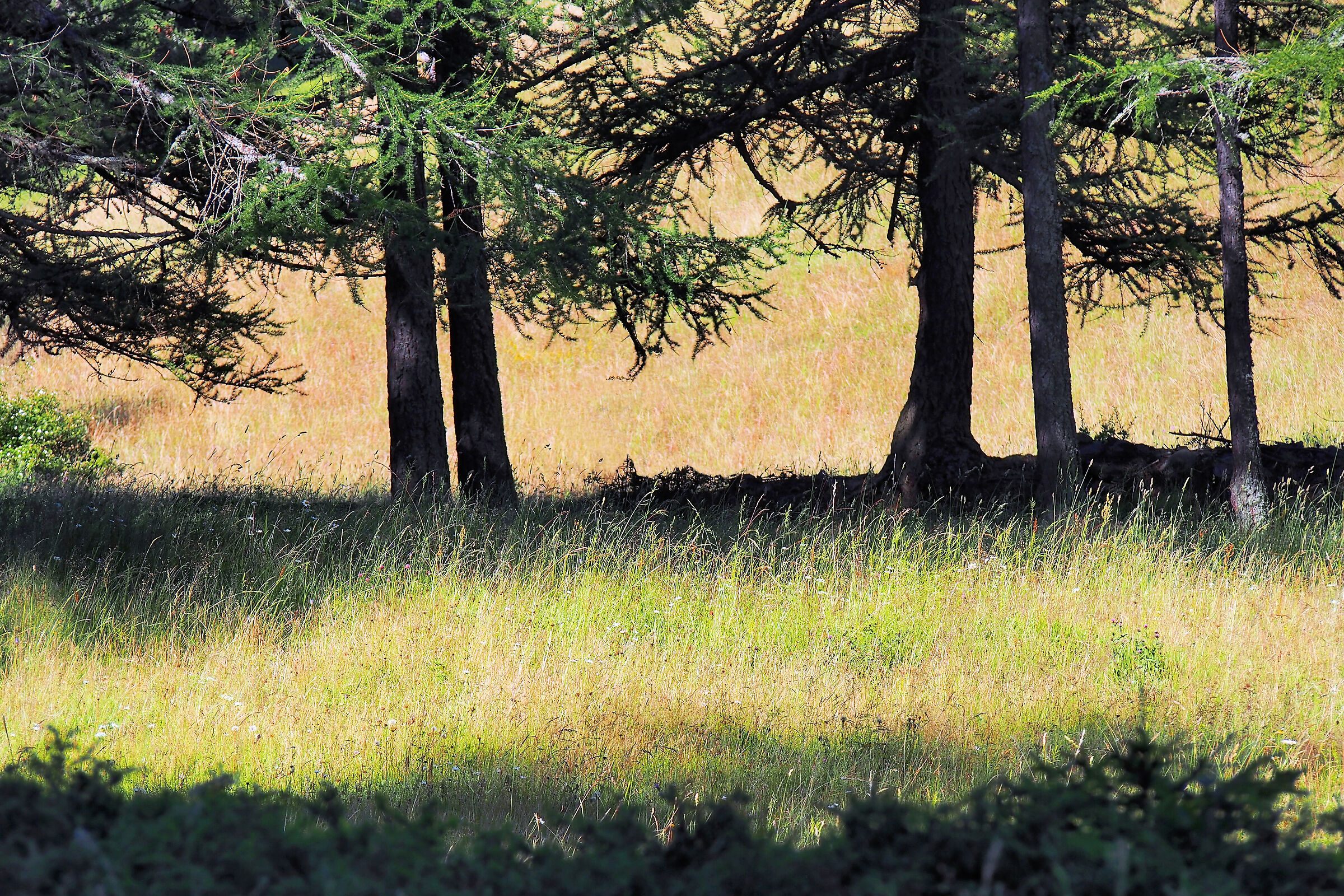 Ai margini del bosco