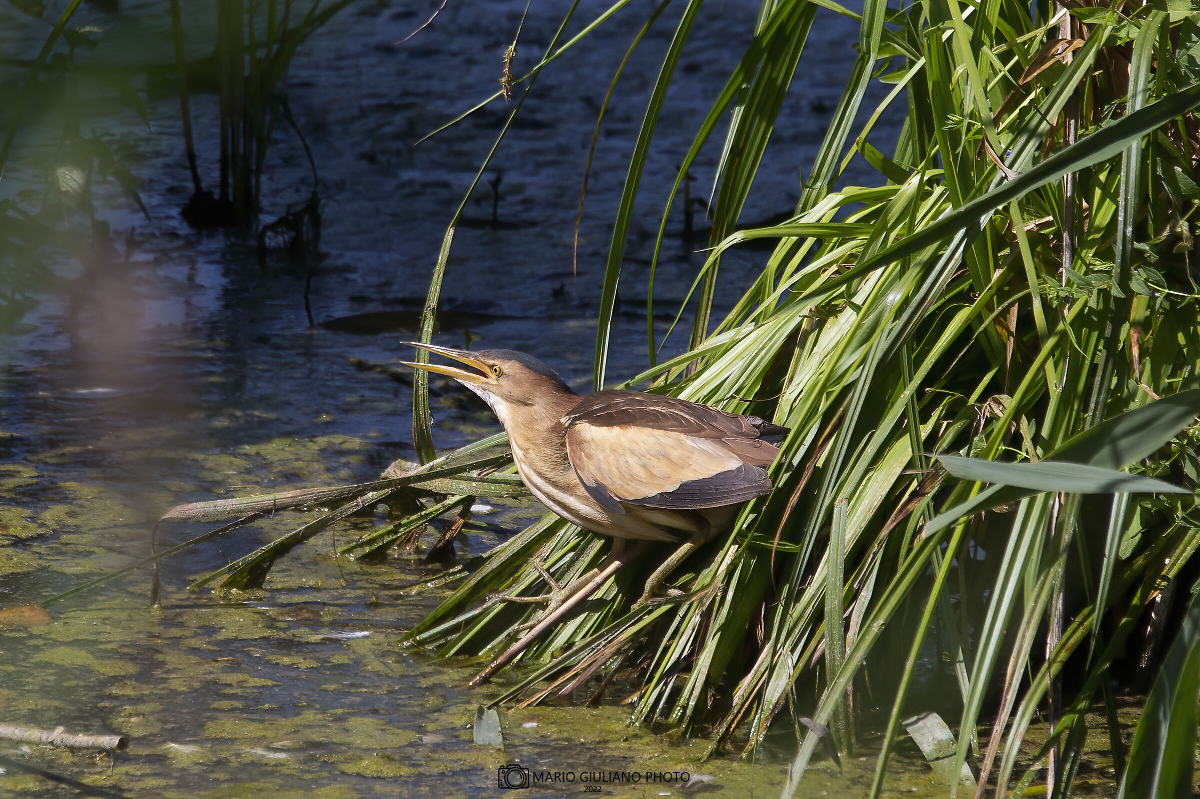 Little bittern