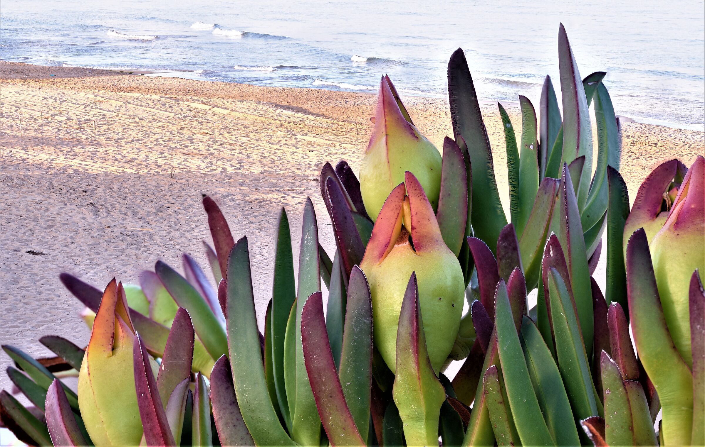 Guarding the Saracen sea