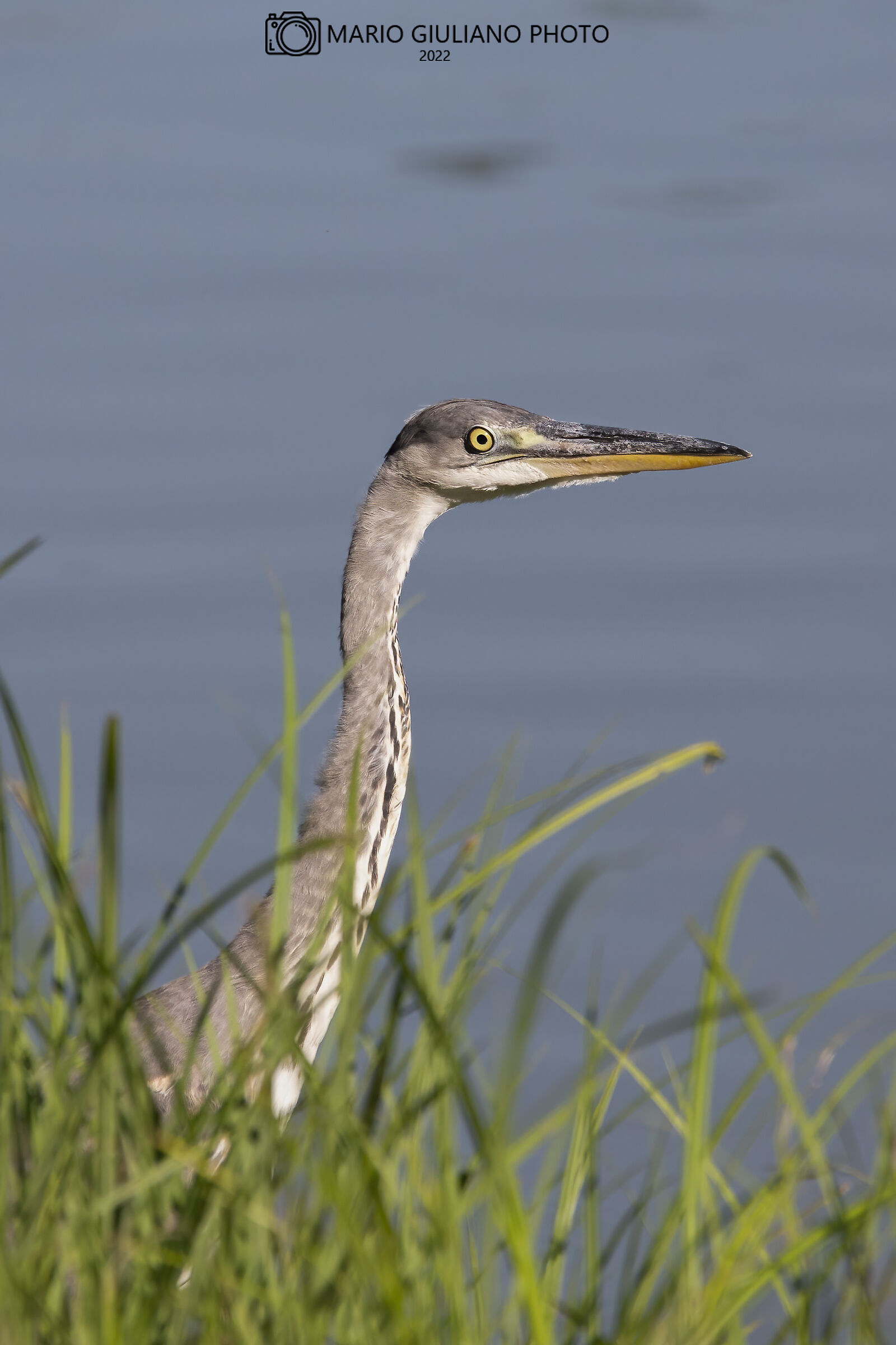 Grey heron