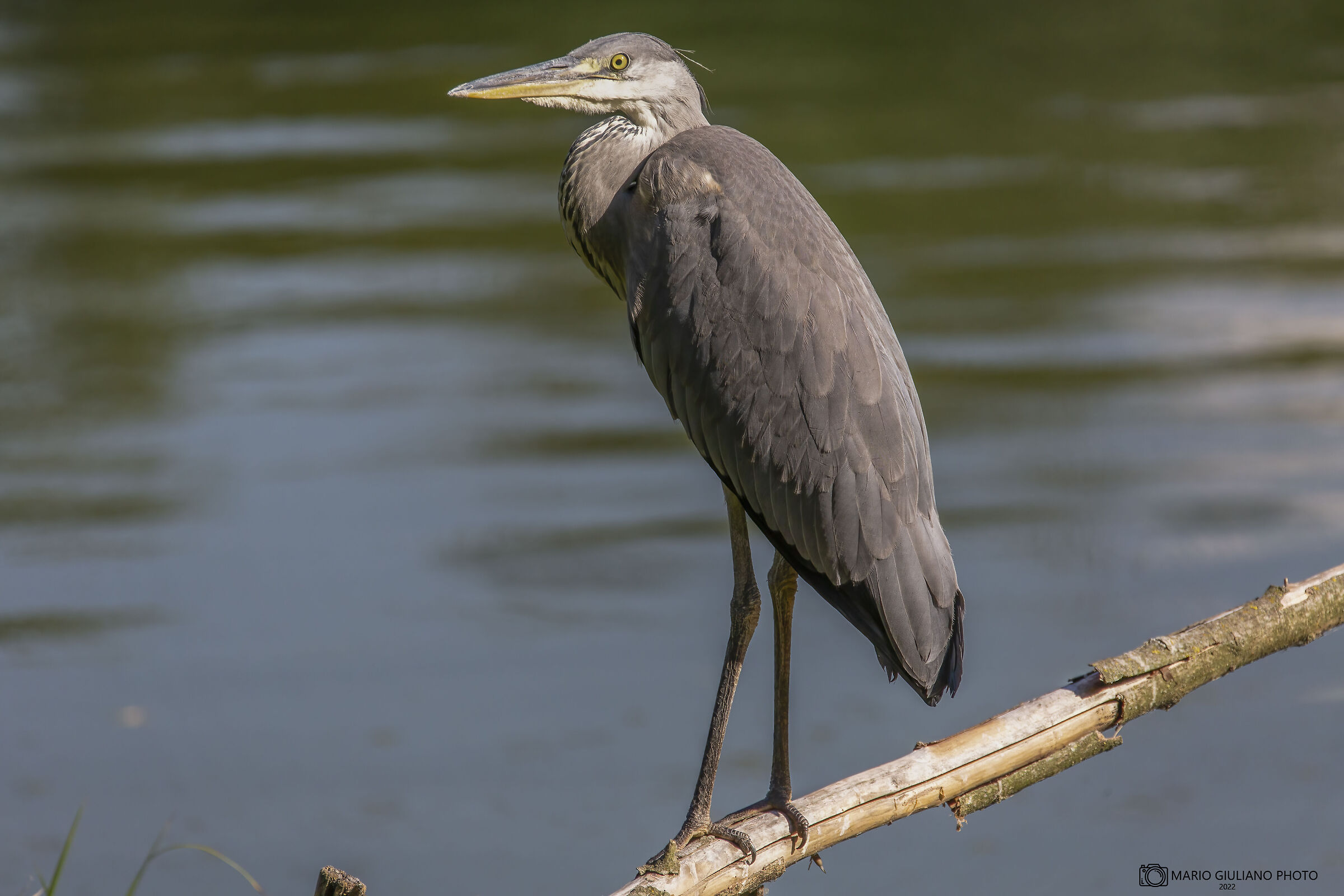 Grey heron