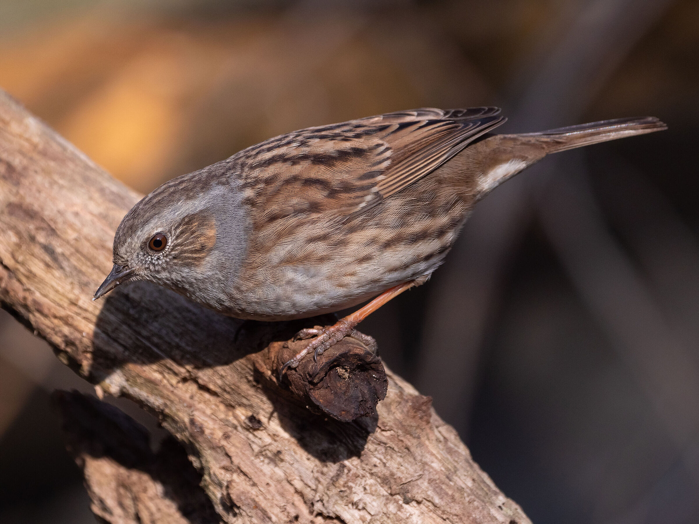 Dunnock