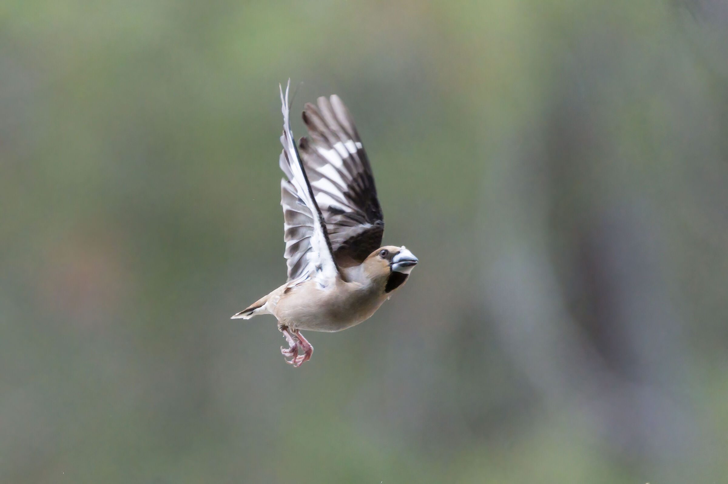 Hawfinch