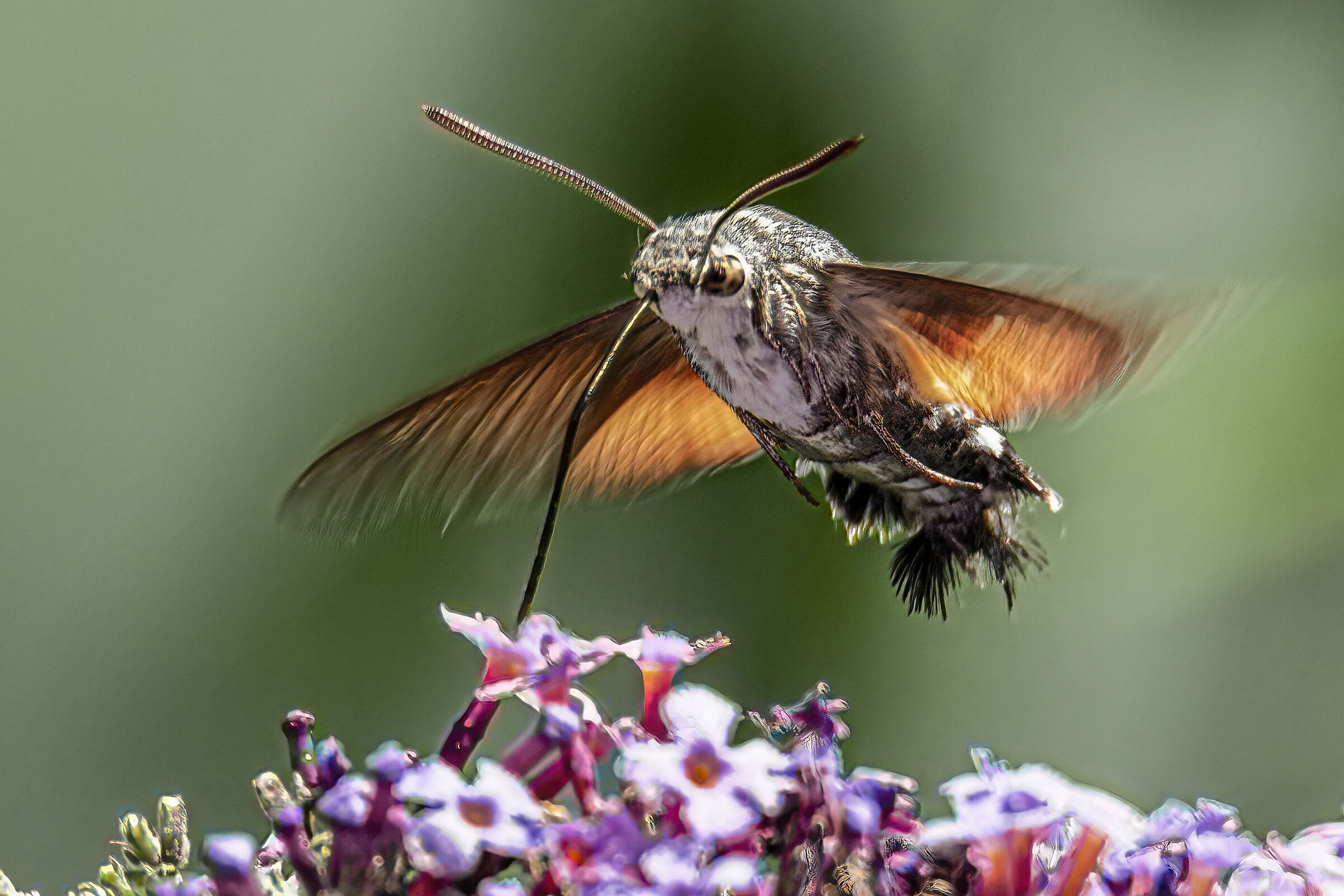 Macroglossum stellatarum