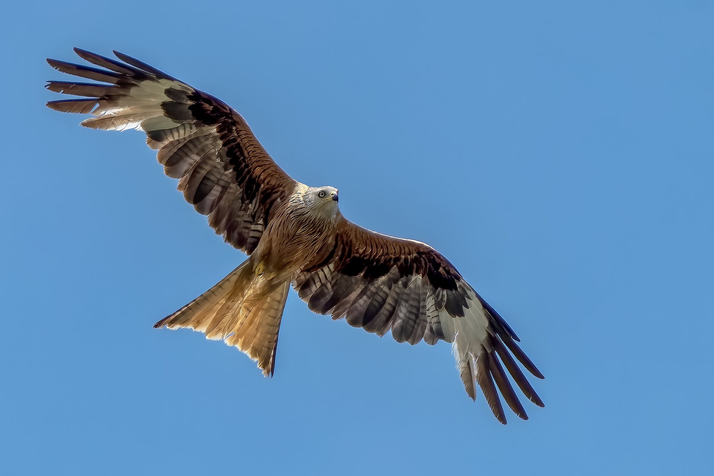 Red kite