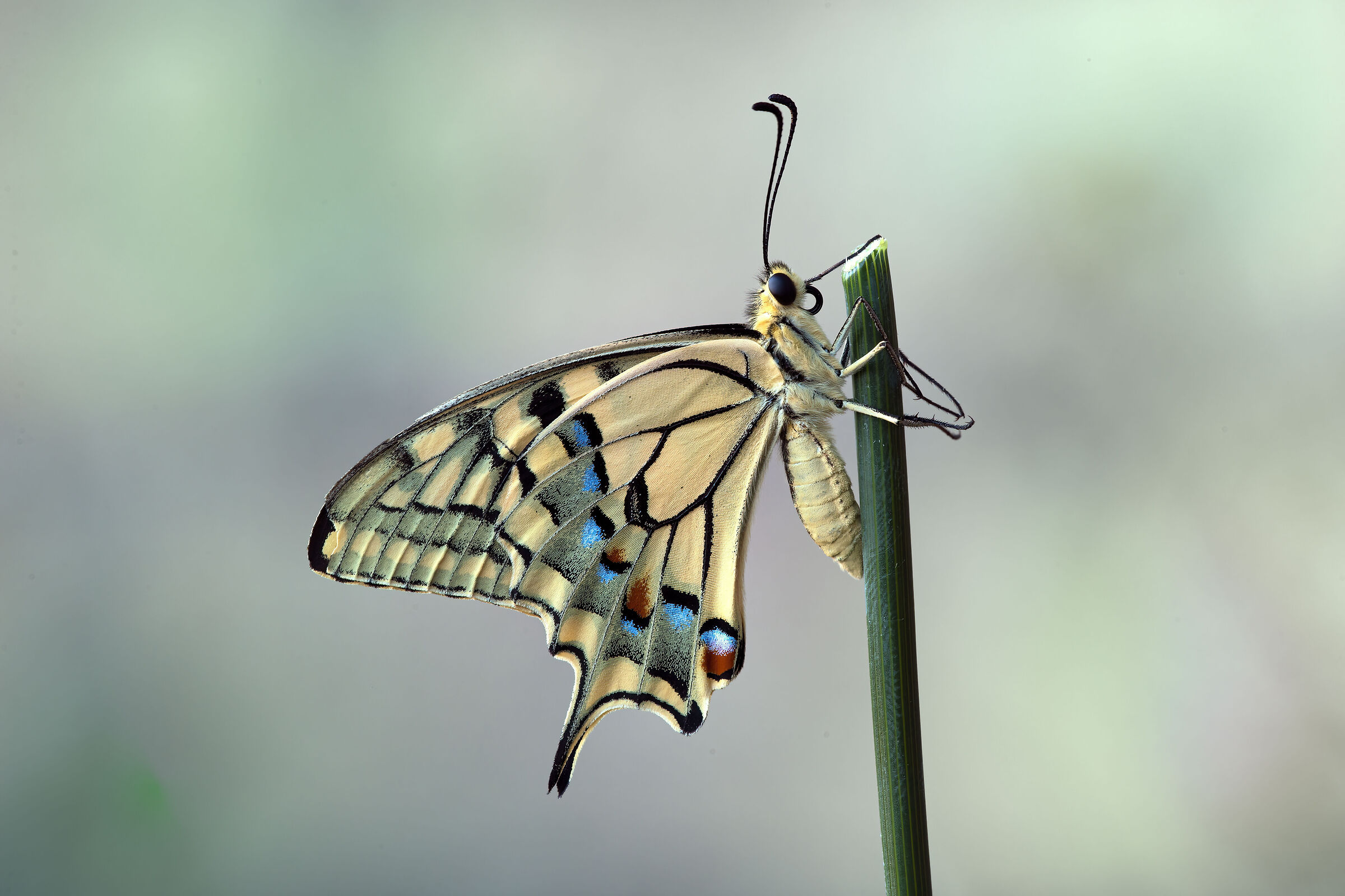 Papilio Machaon