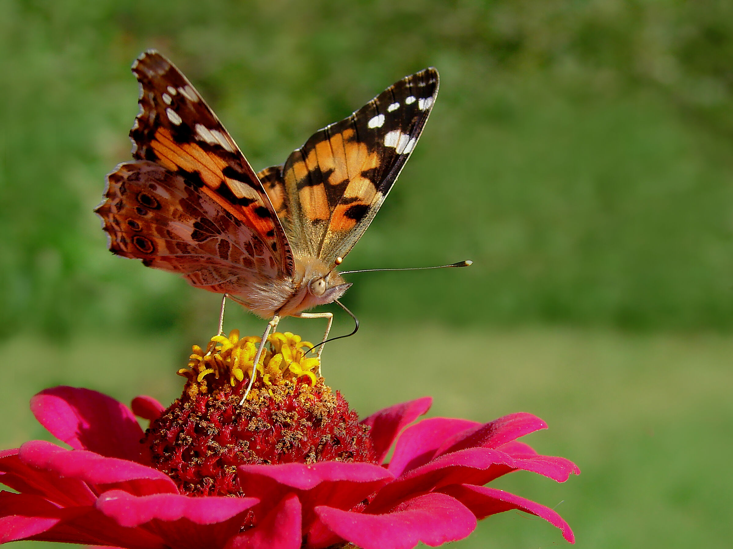 Vanessa cardui