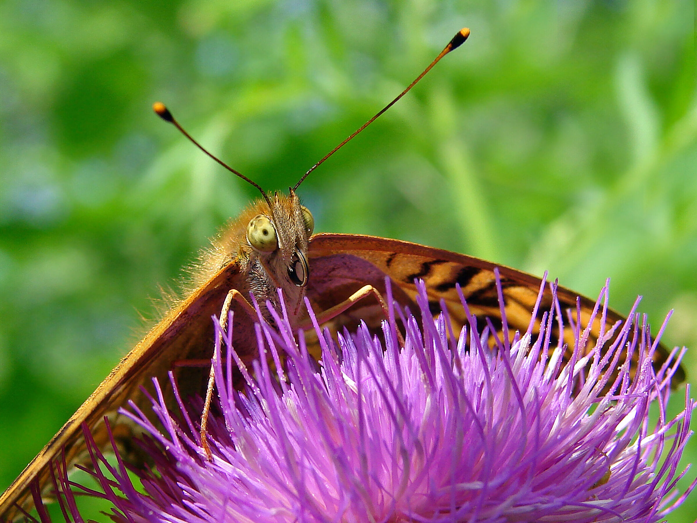 Argynnis paphia