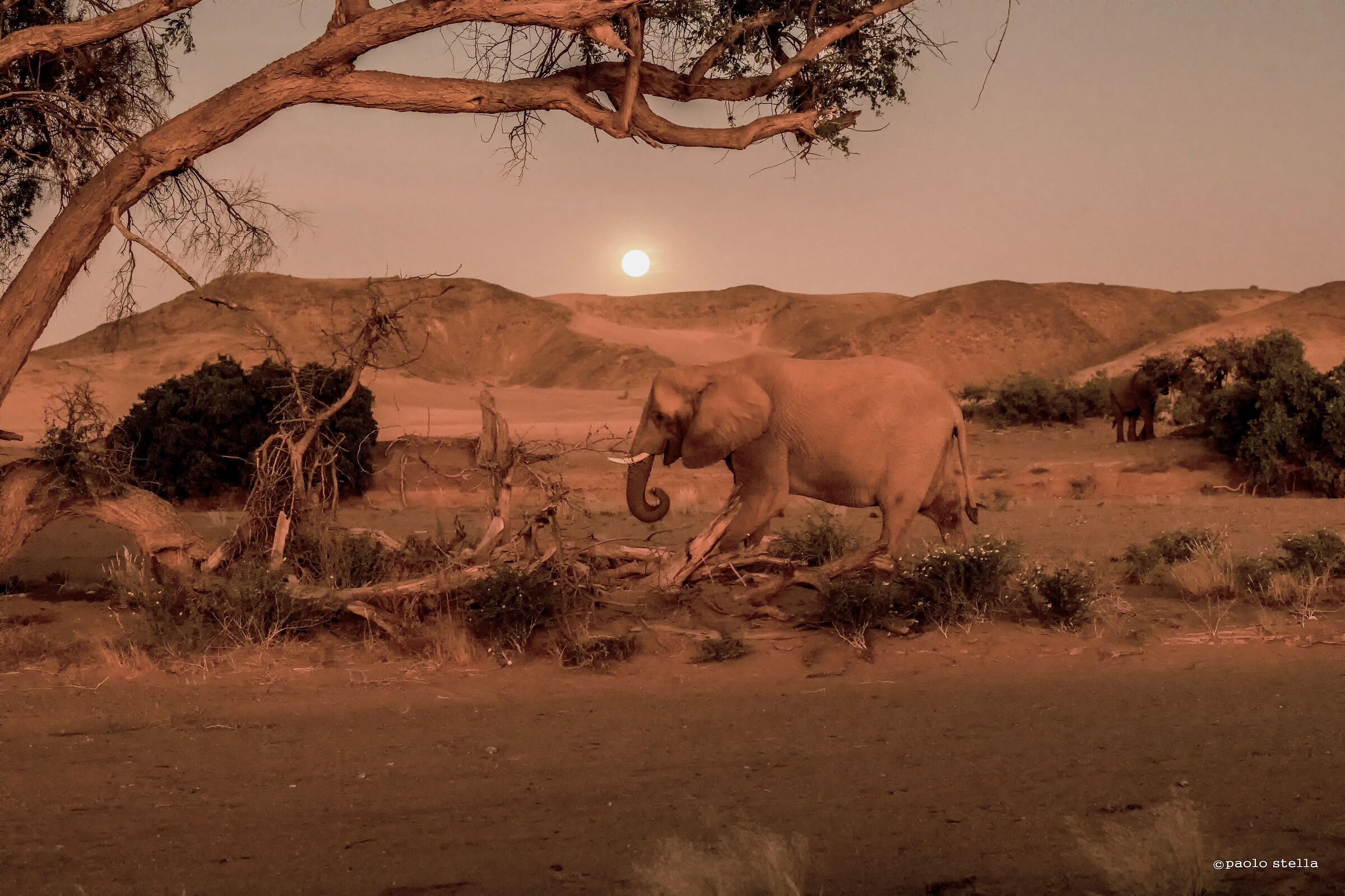 walking with the moon