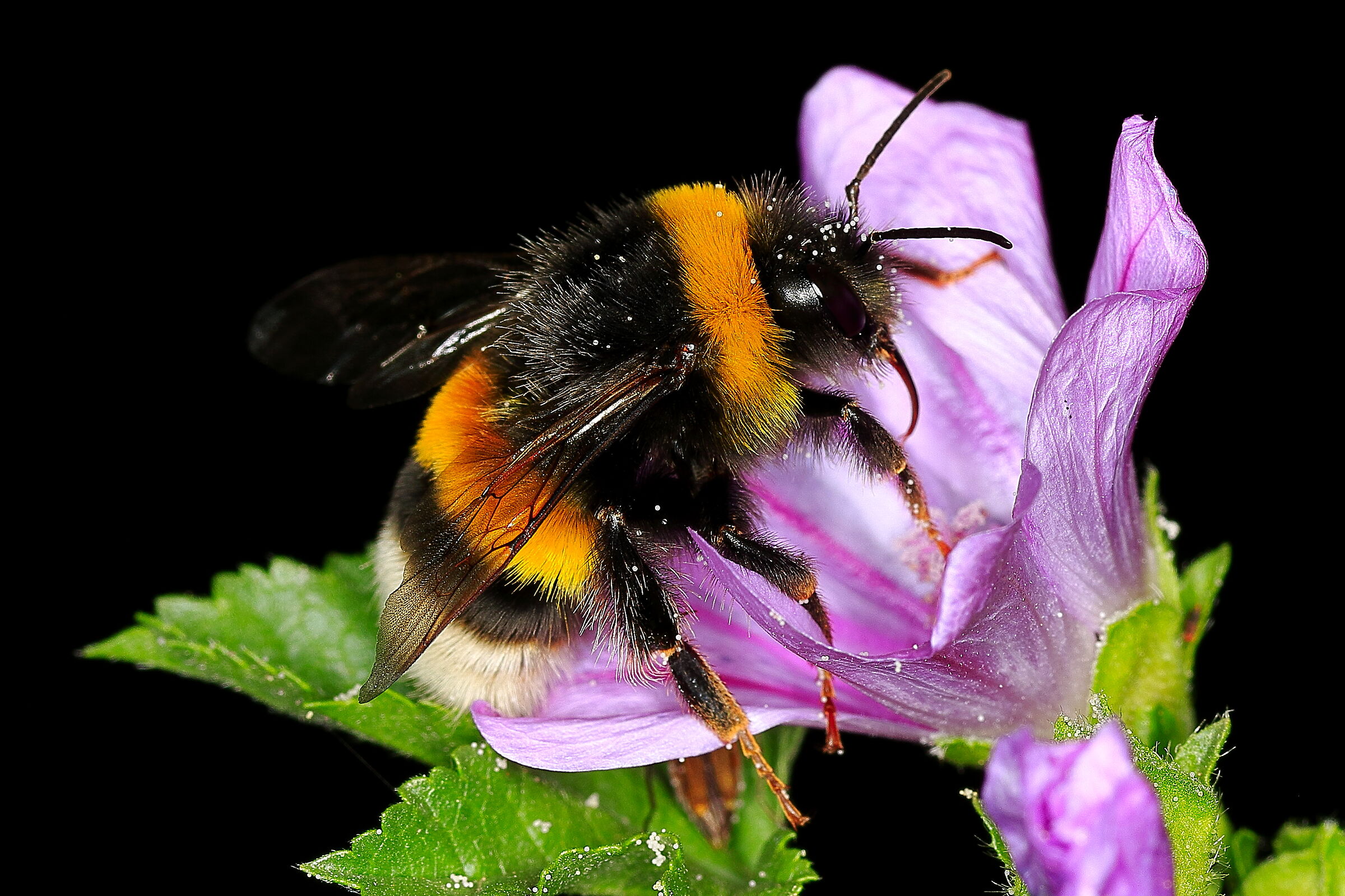 For now they resist ...