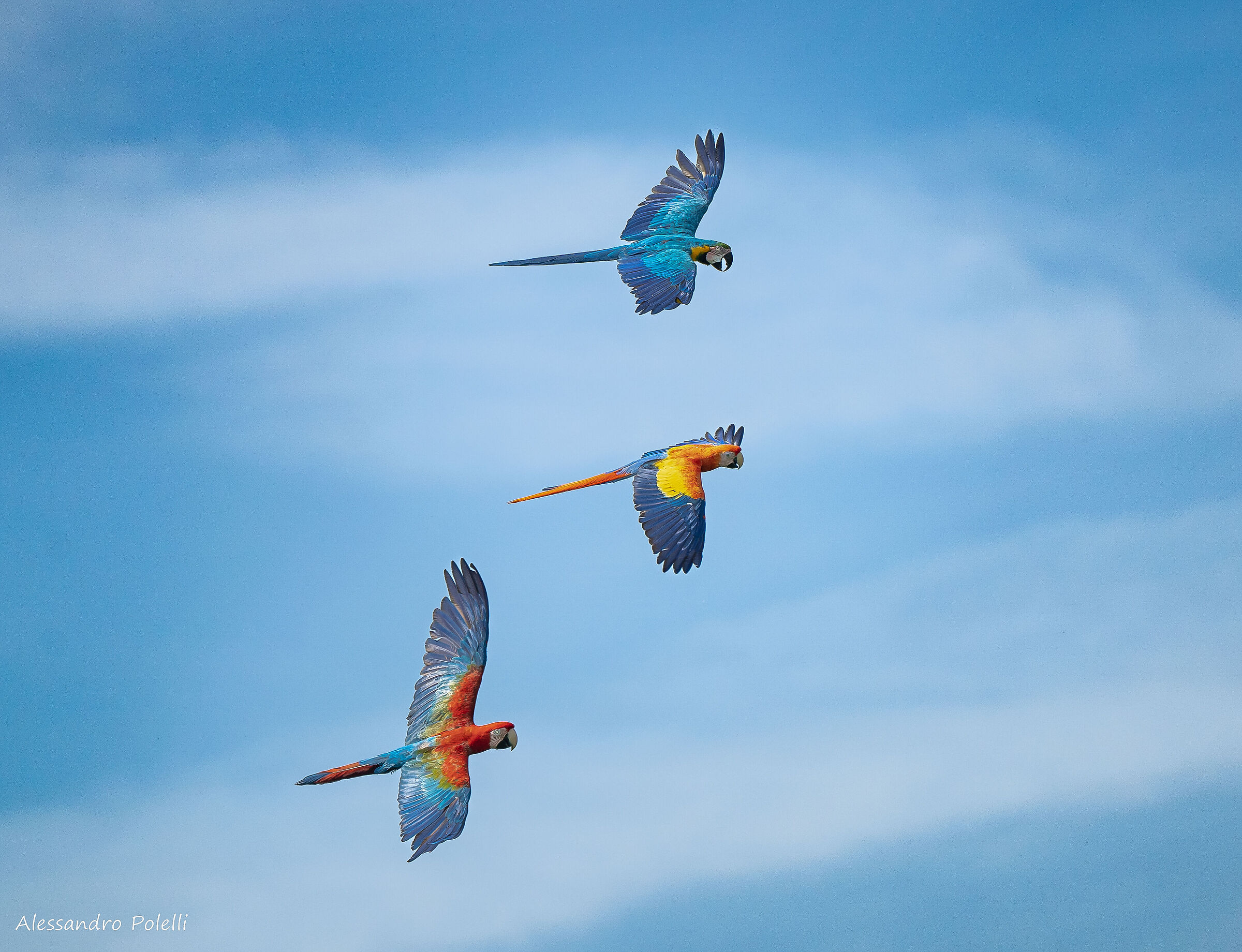 Trio delle meraviglie