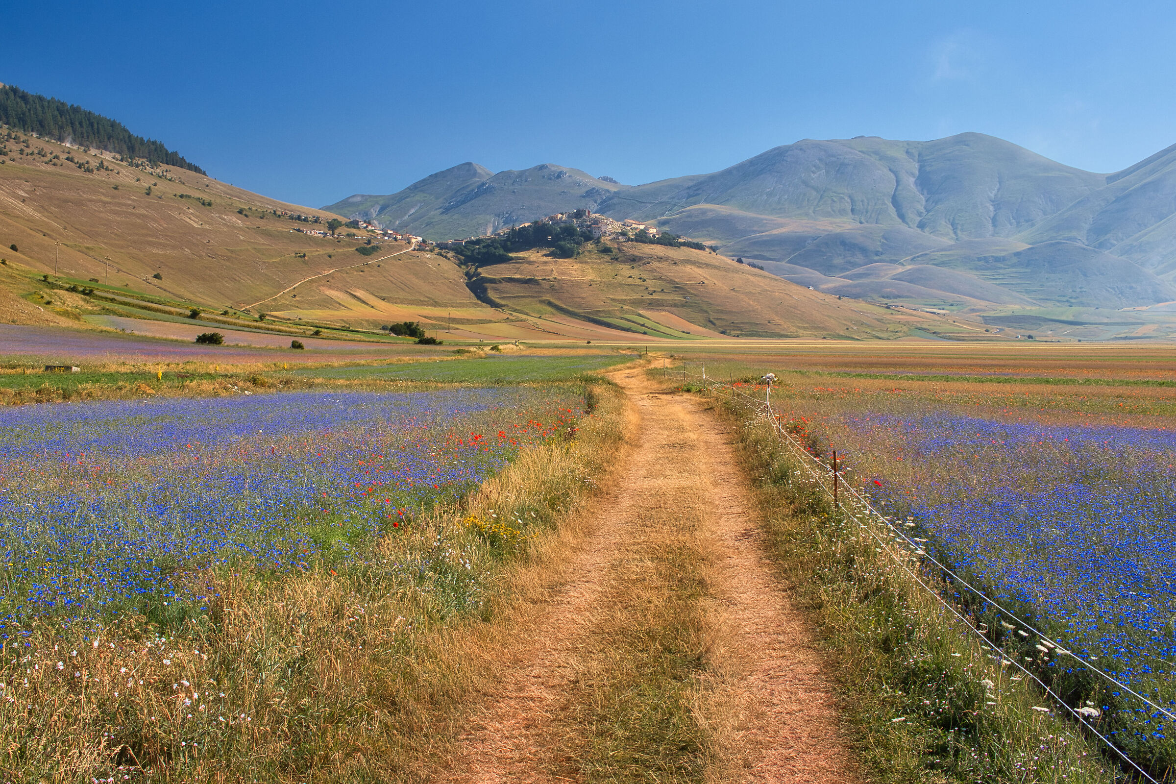 Flowering Castelluccio