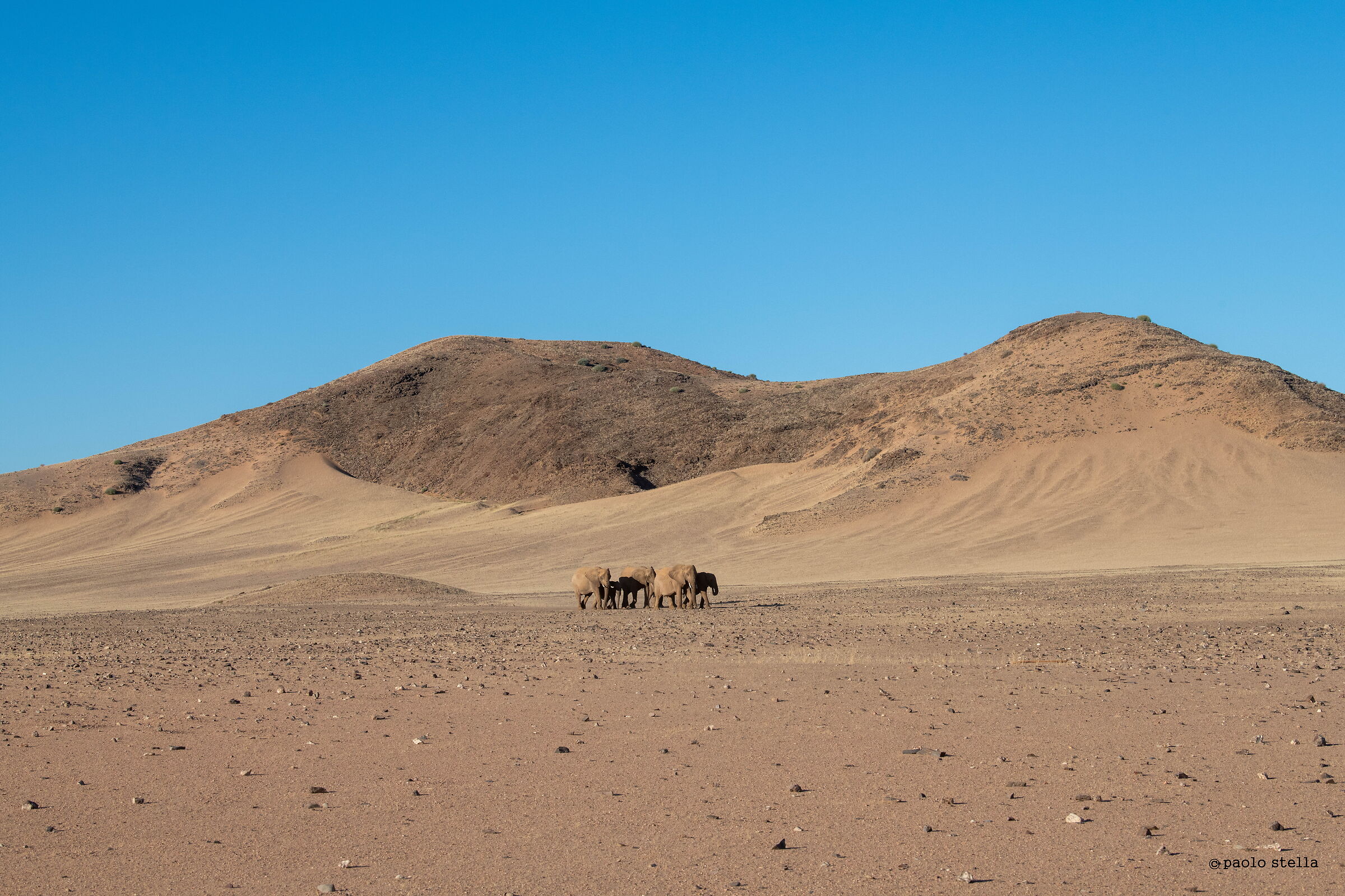 elephants in the desert