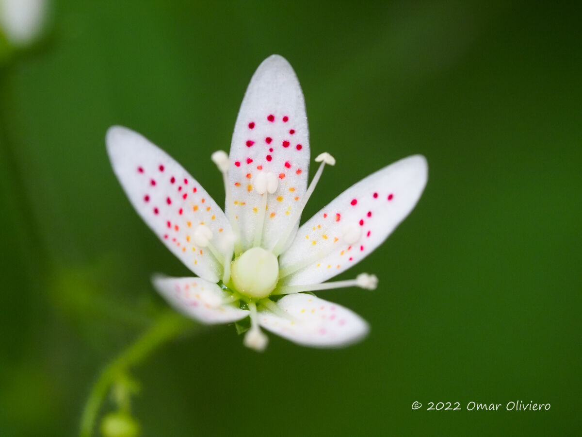Saxifraga rotundifolia L.
