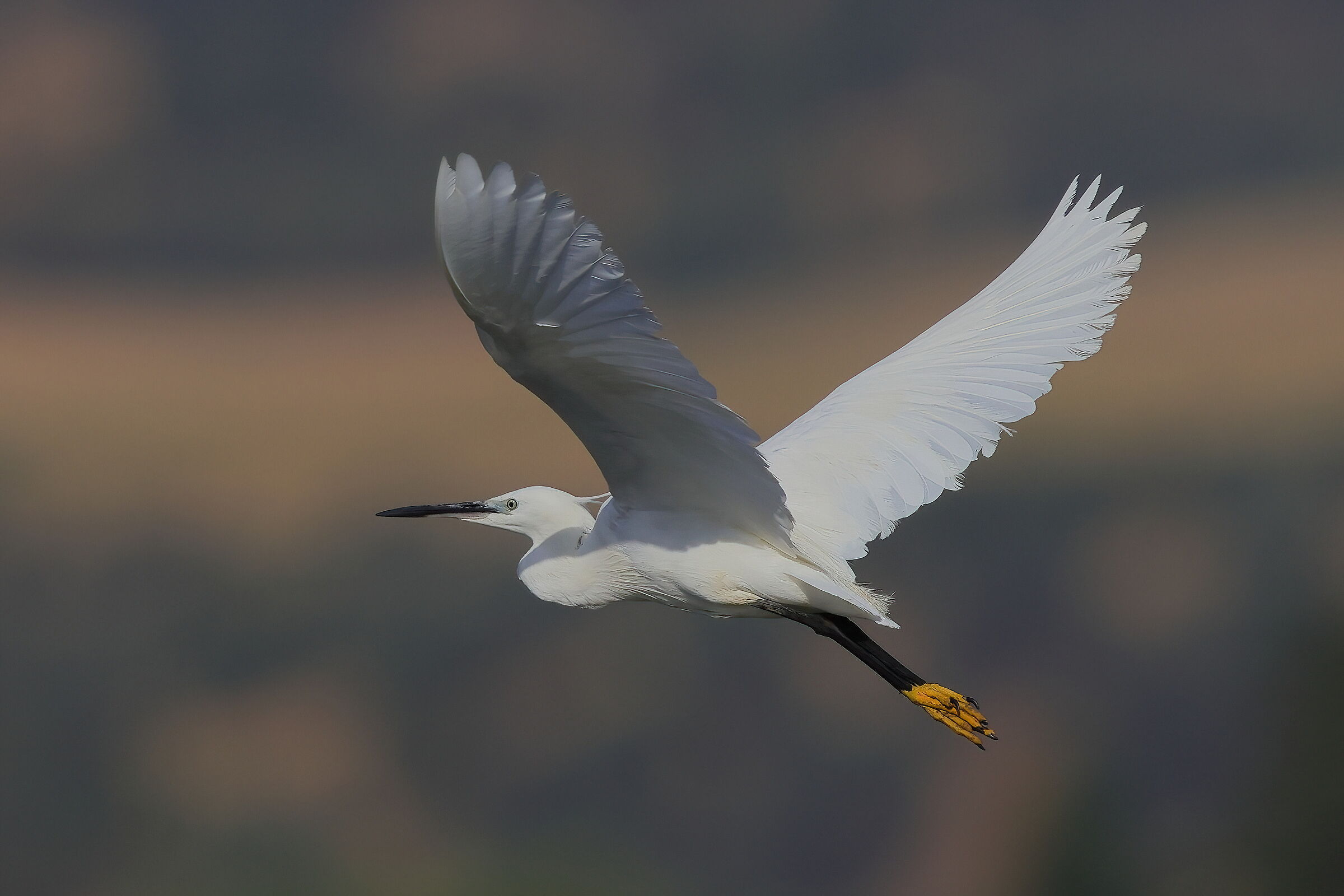 Egret