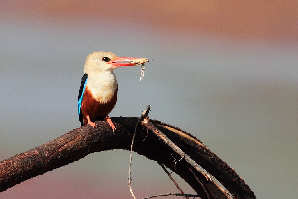 Grey Headed Kingfisher