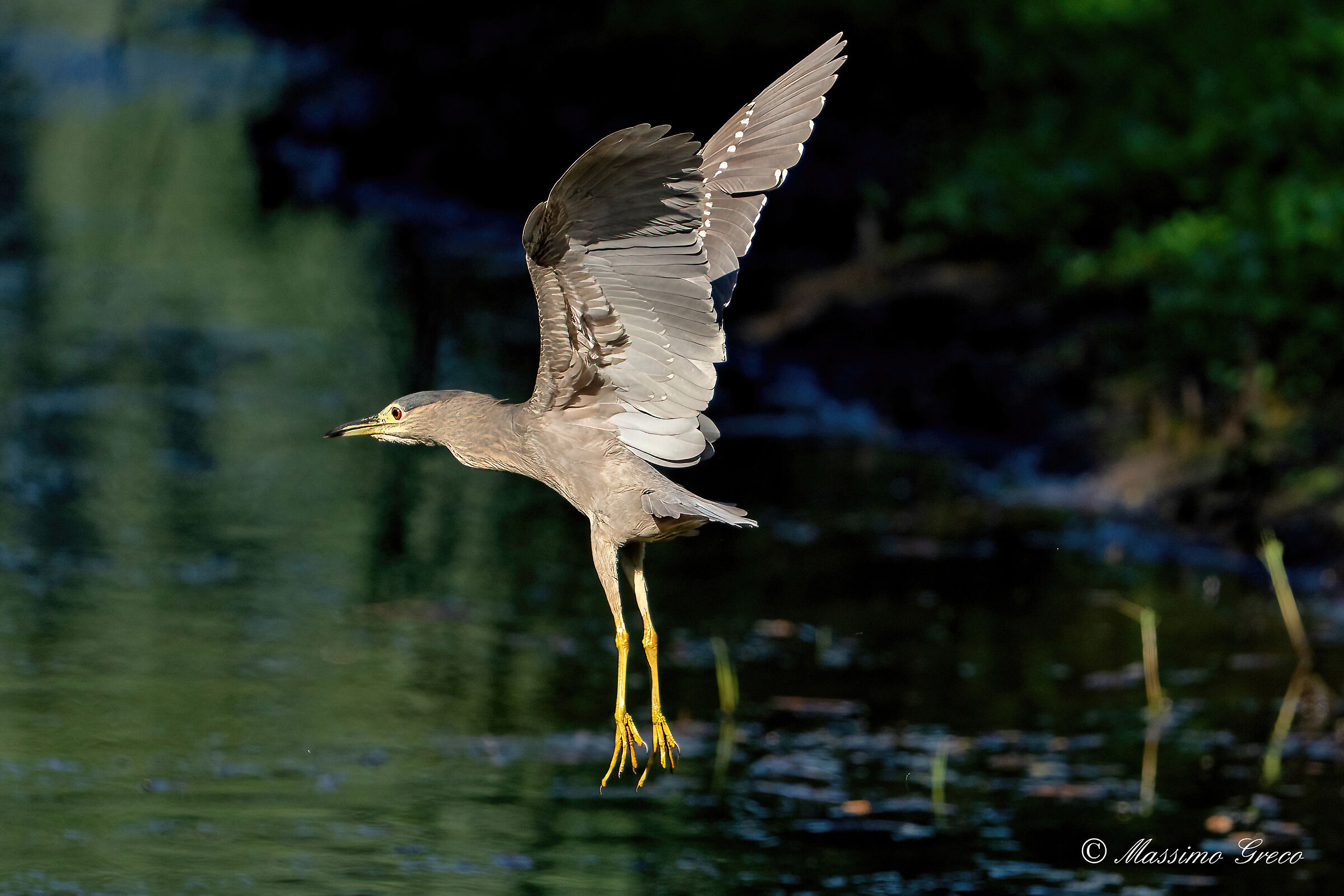 Nitticora (Nycticorax nycticorax ) juv