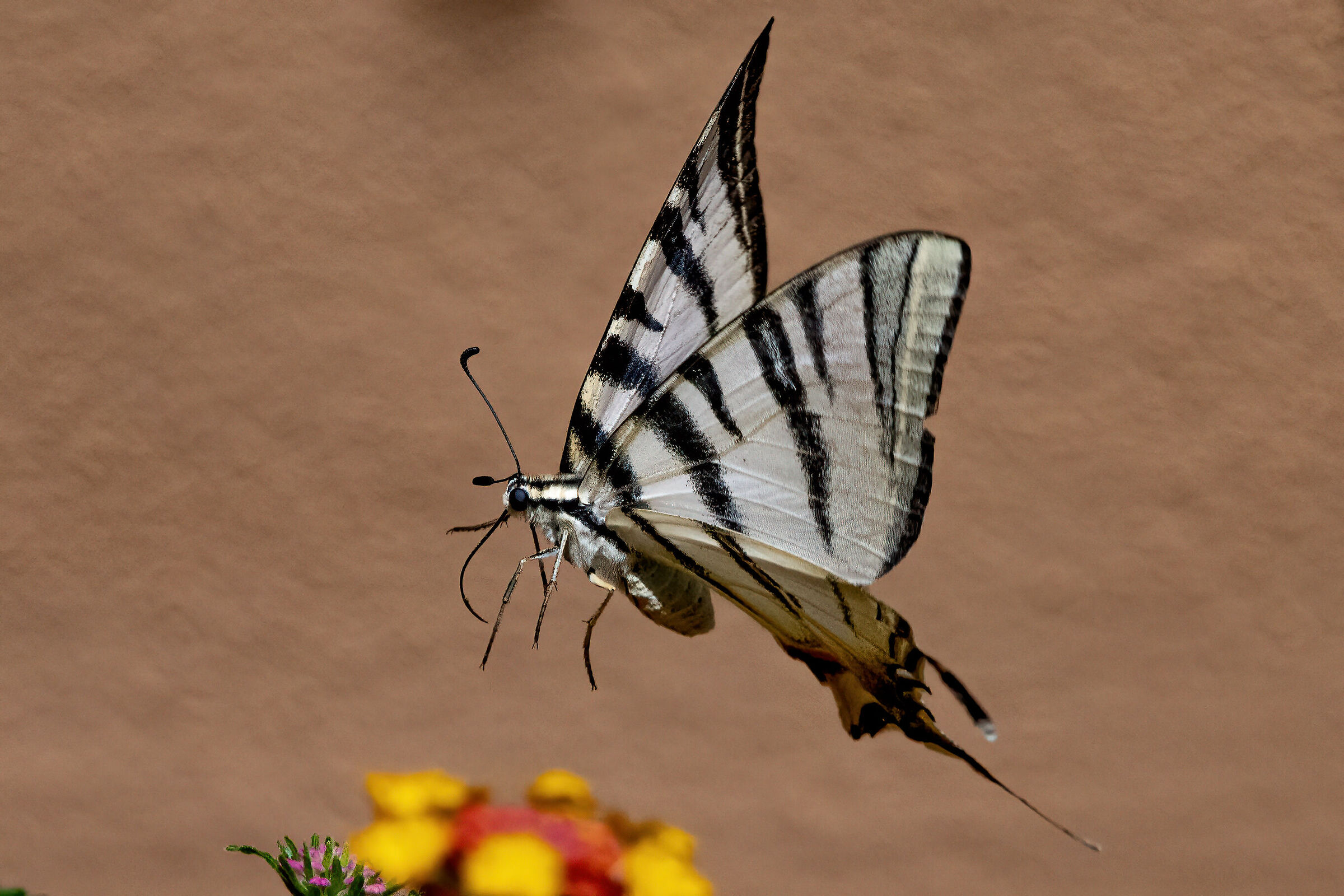Il podalirio (Iphiclides podalirius)