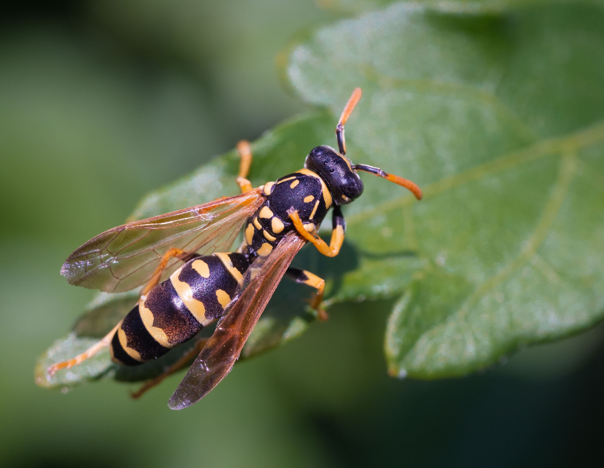 Wasp