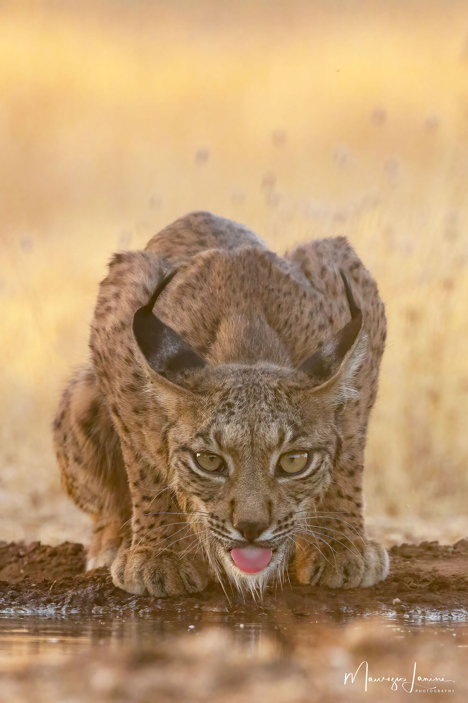 Incontro ravvicinato