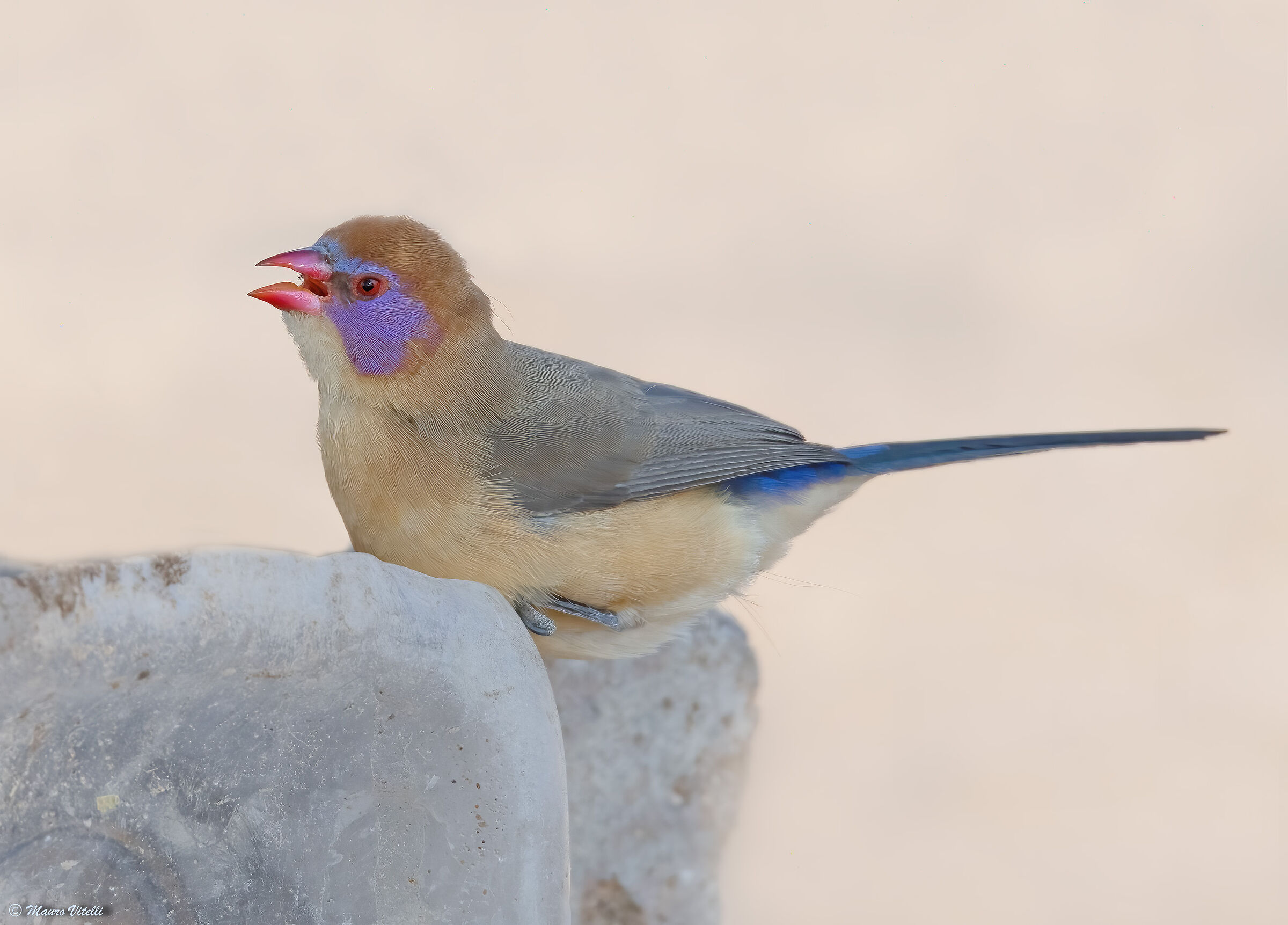 Purple cheek grenadier F. (Kalahari Desert)