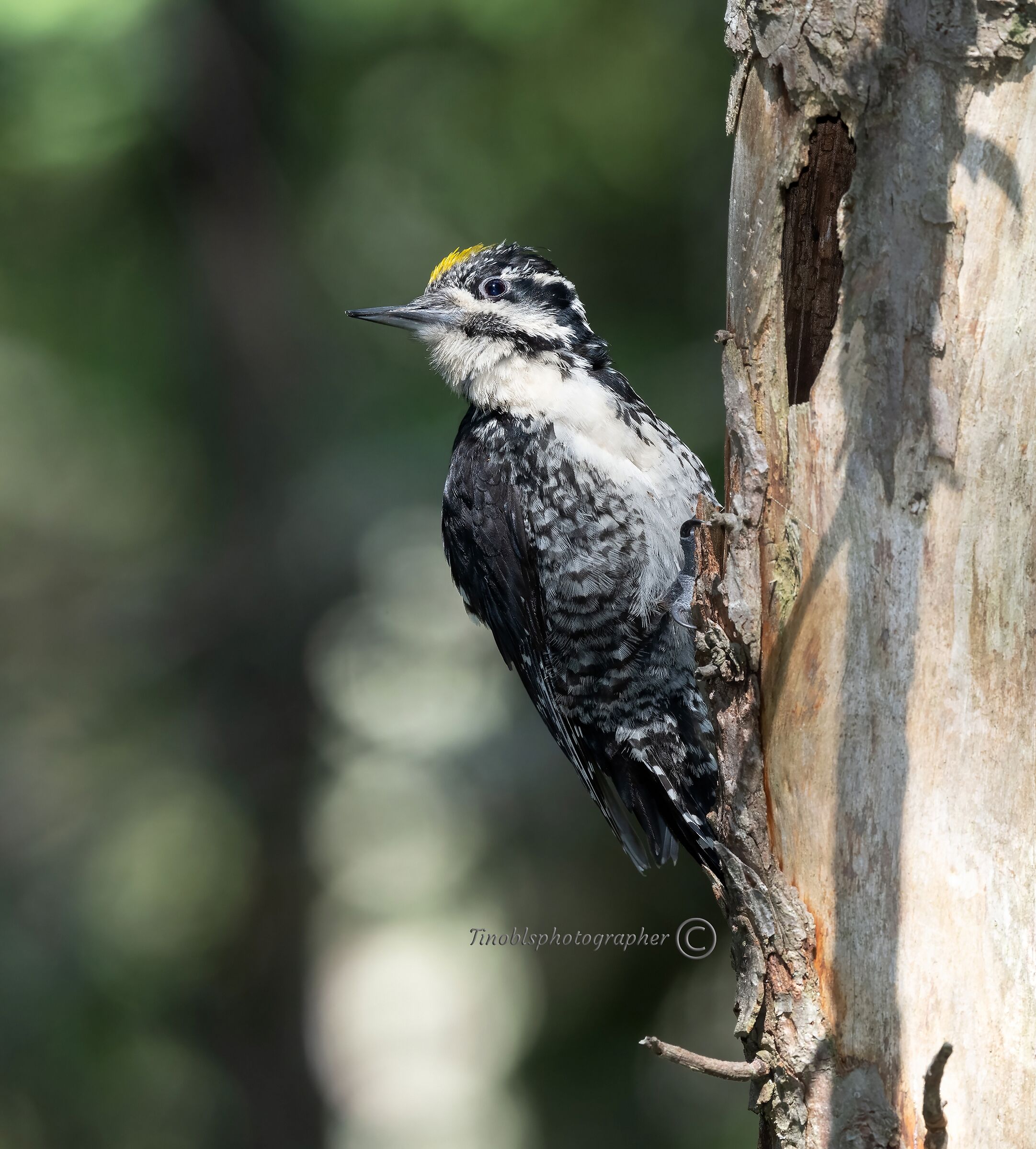 Three-toed woodpecker (Picoides tridactylus)