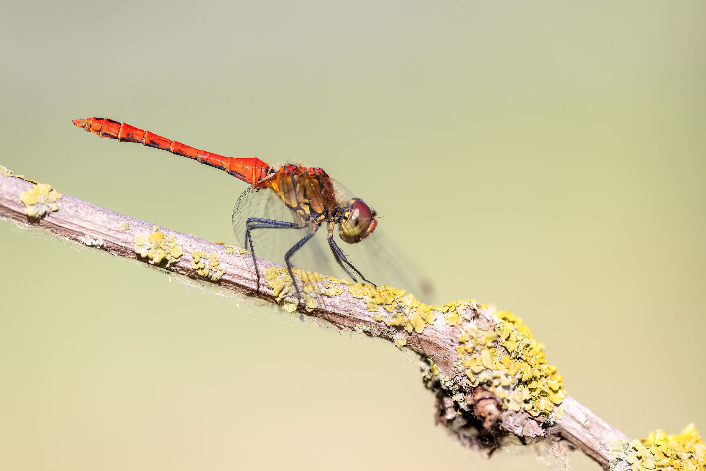 Sympetrum sanguineum