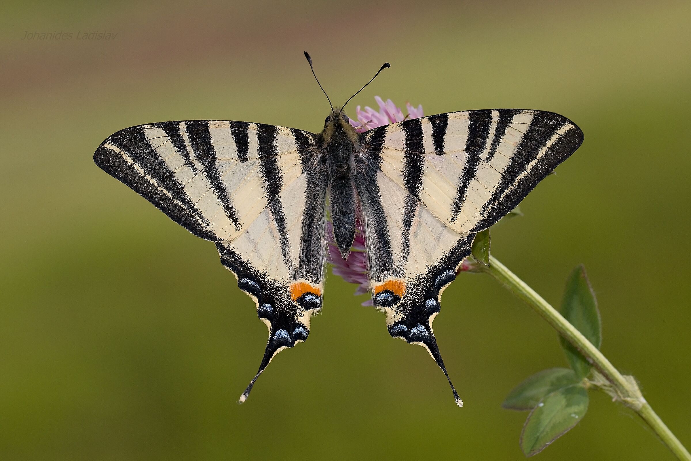Iphiclides podalirius