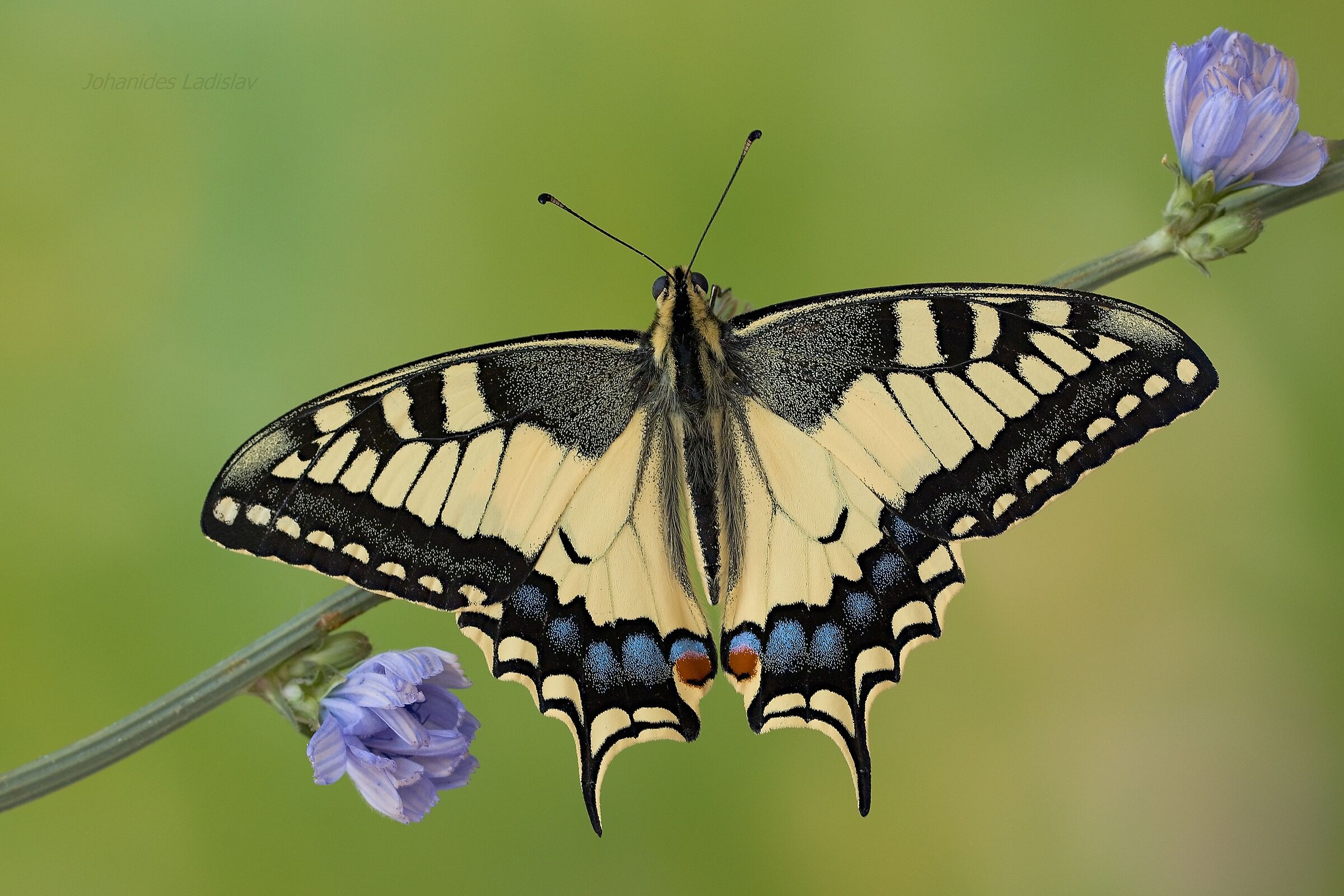 Papilio machaon