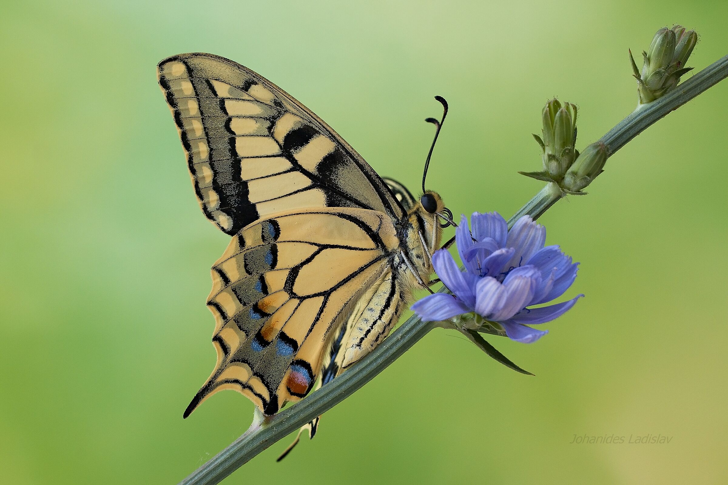 Papilio machaon