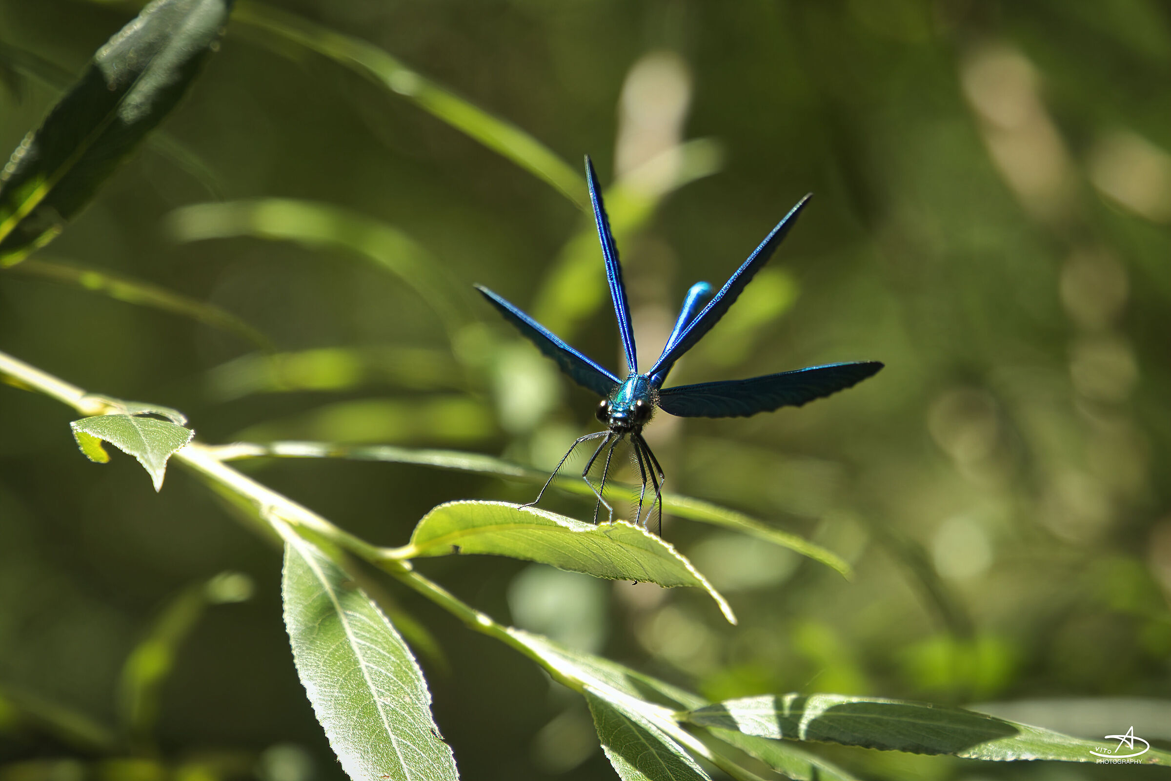Blu Dragonfly