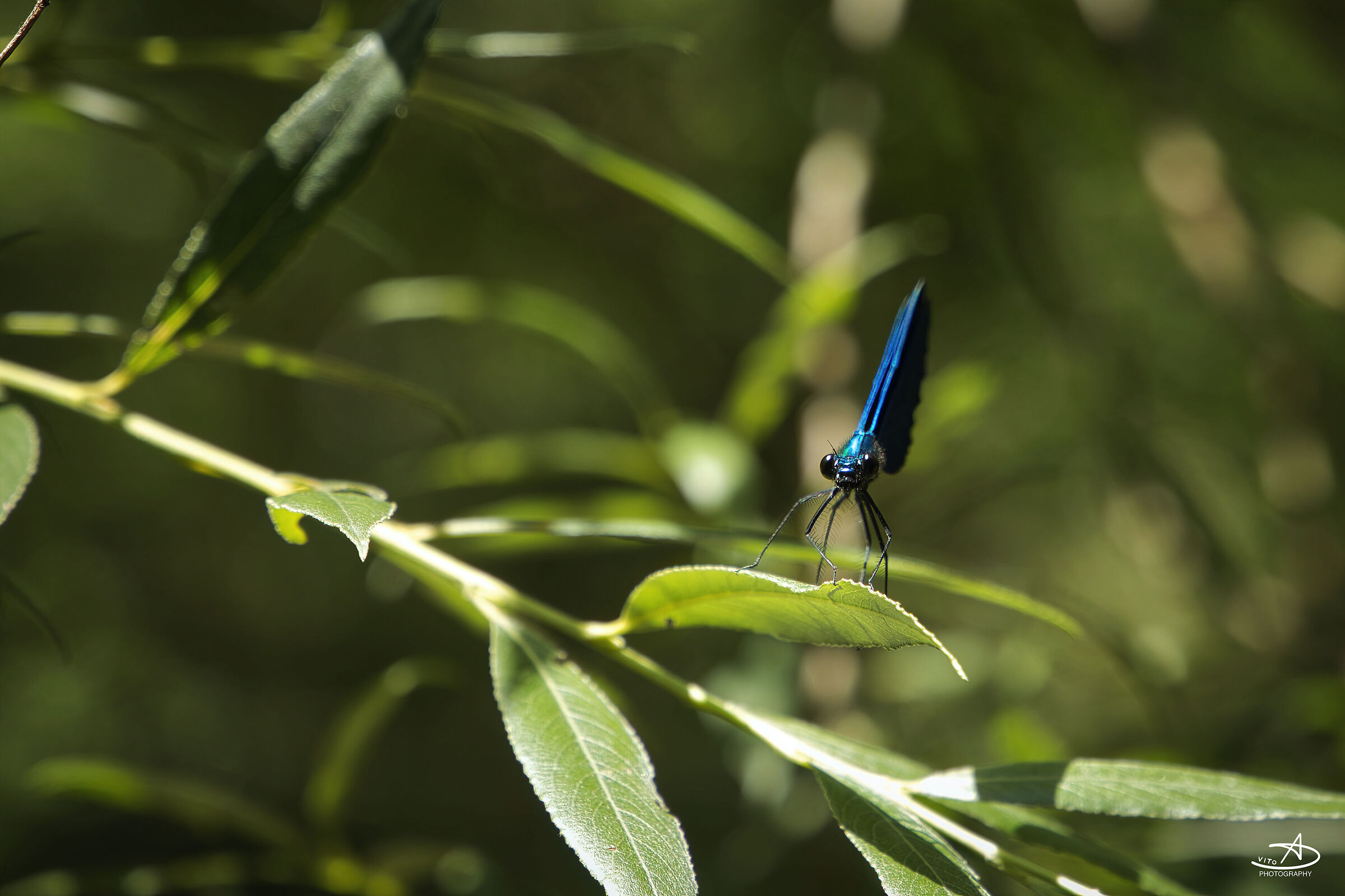 Blu Dragonfly