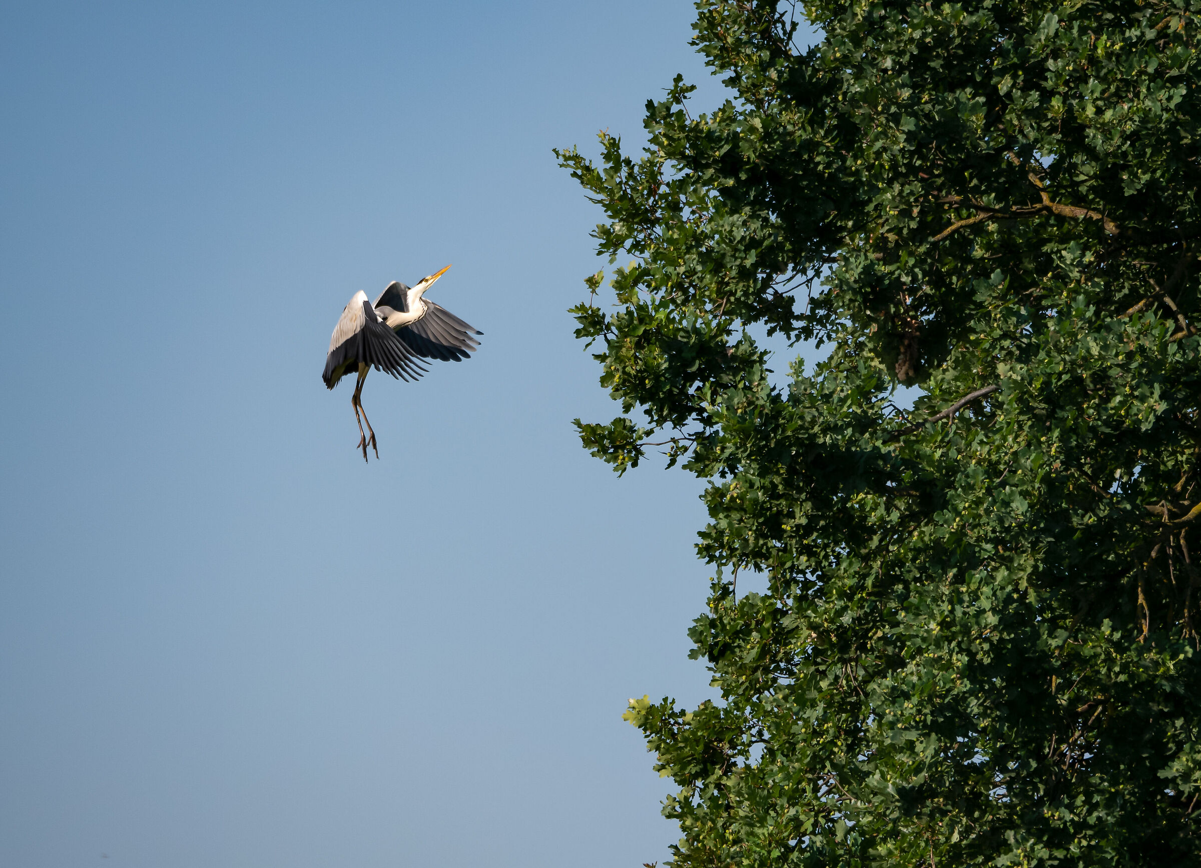 Grey heron