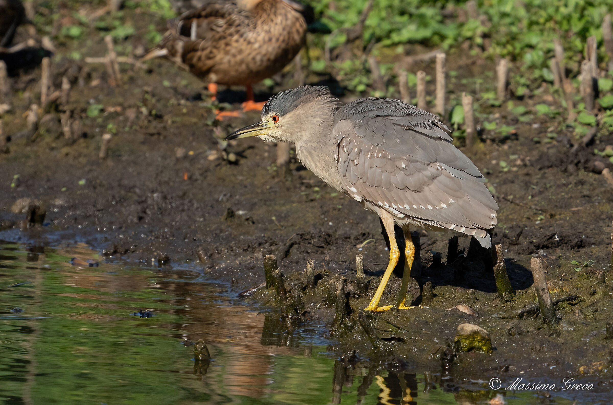 Nitticora (Nycticorax nycticorax ) juv