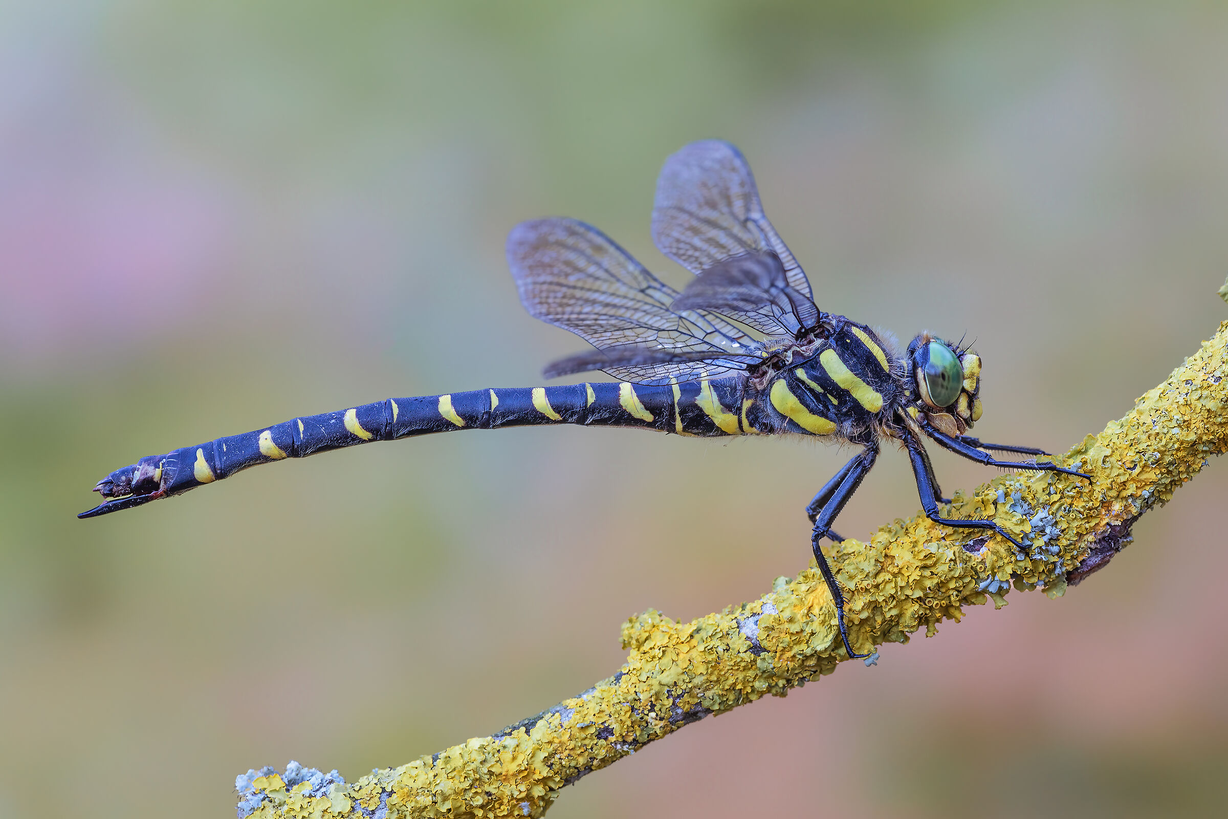 Cordulegaster boltonii