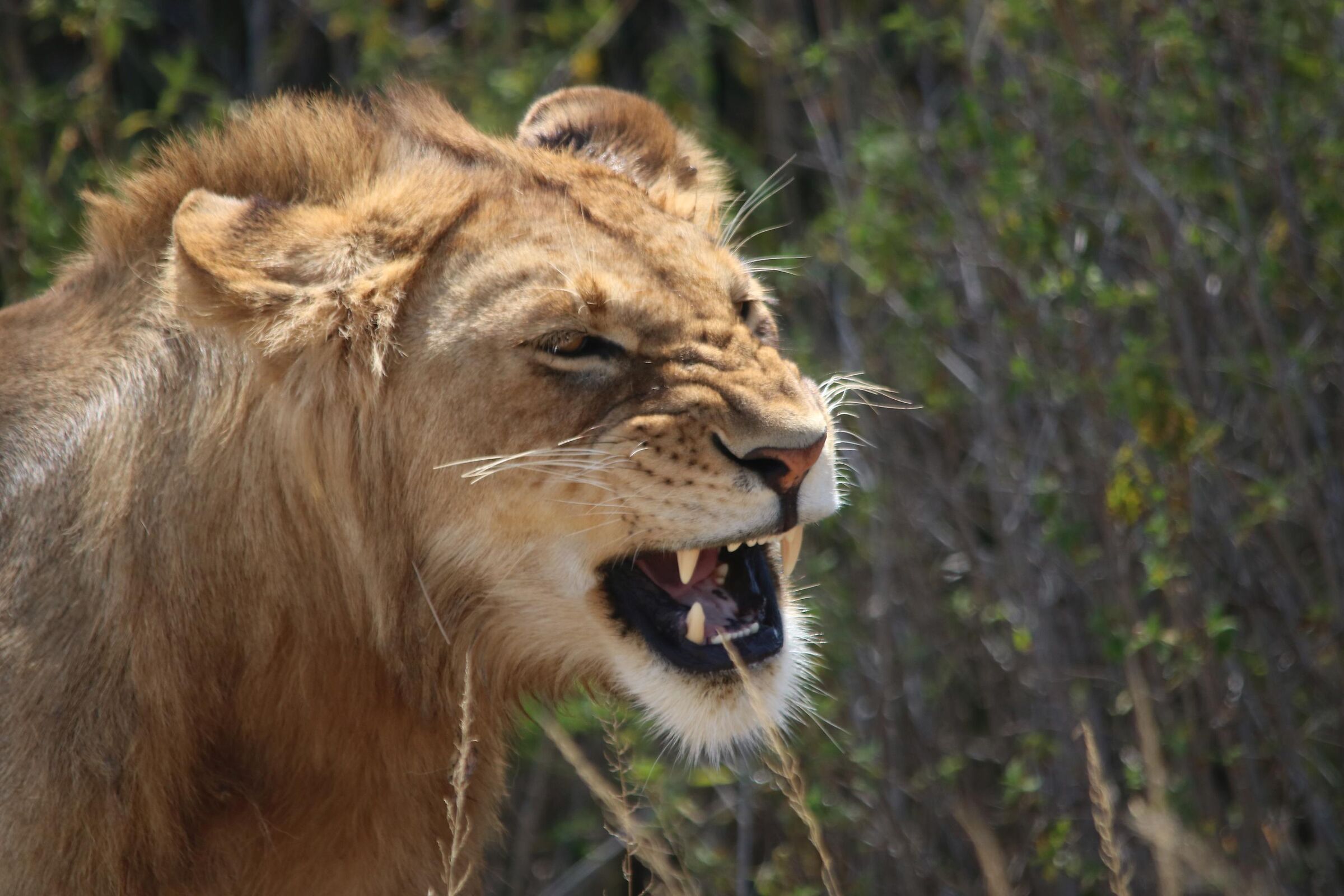 Yawning or ... roar?