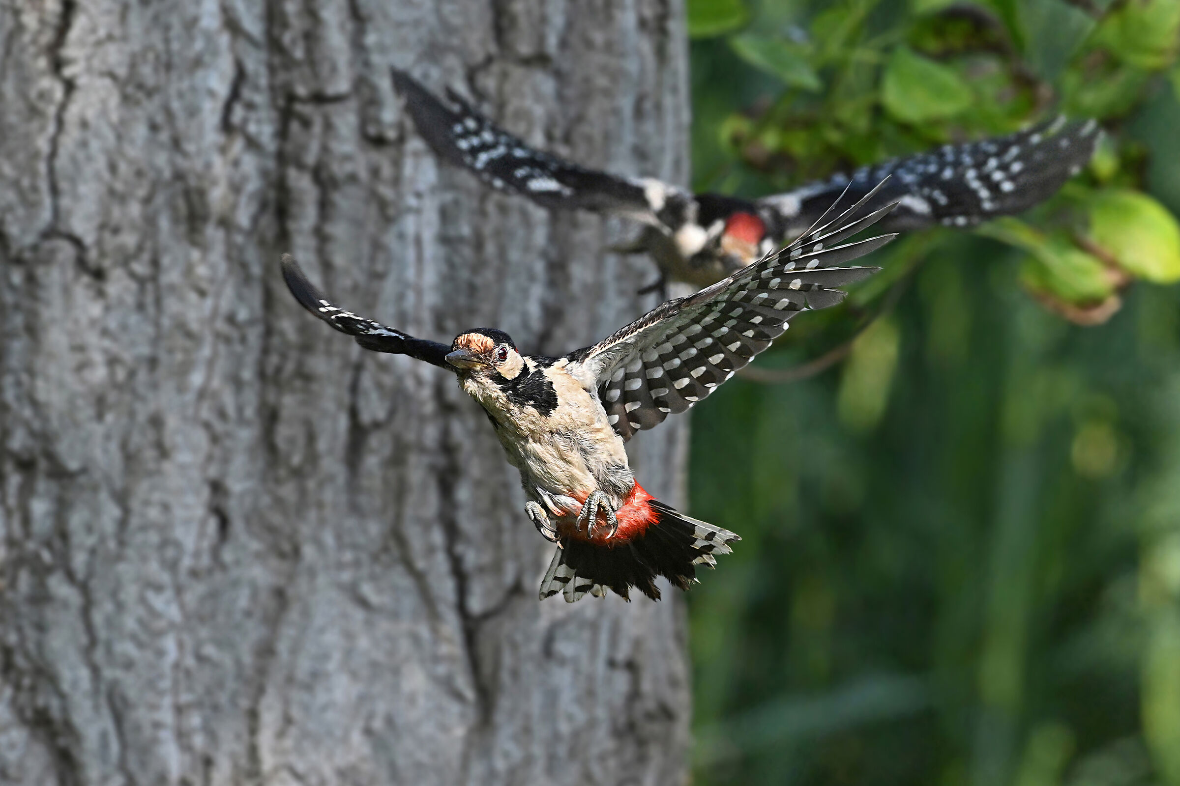 Come, there is a road in the woods...