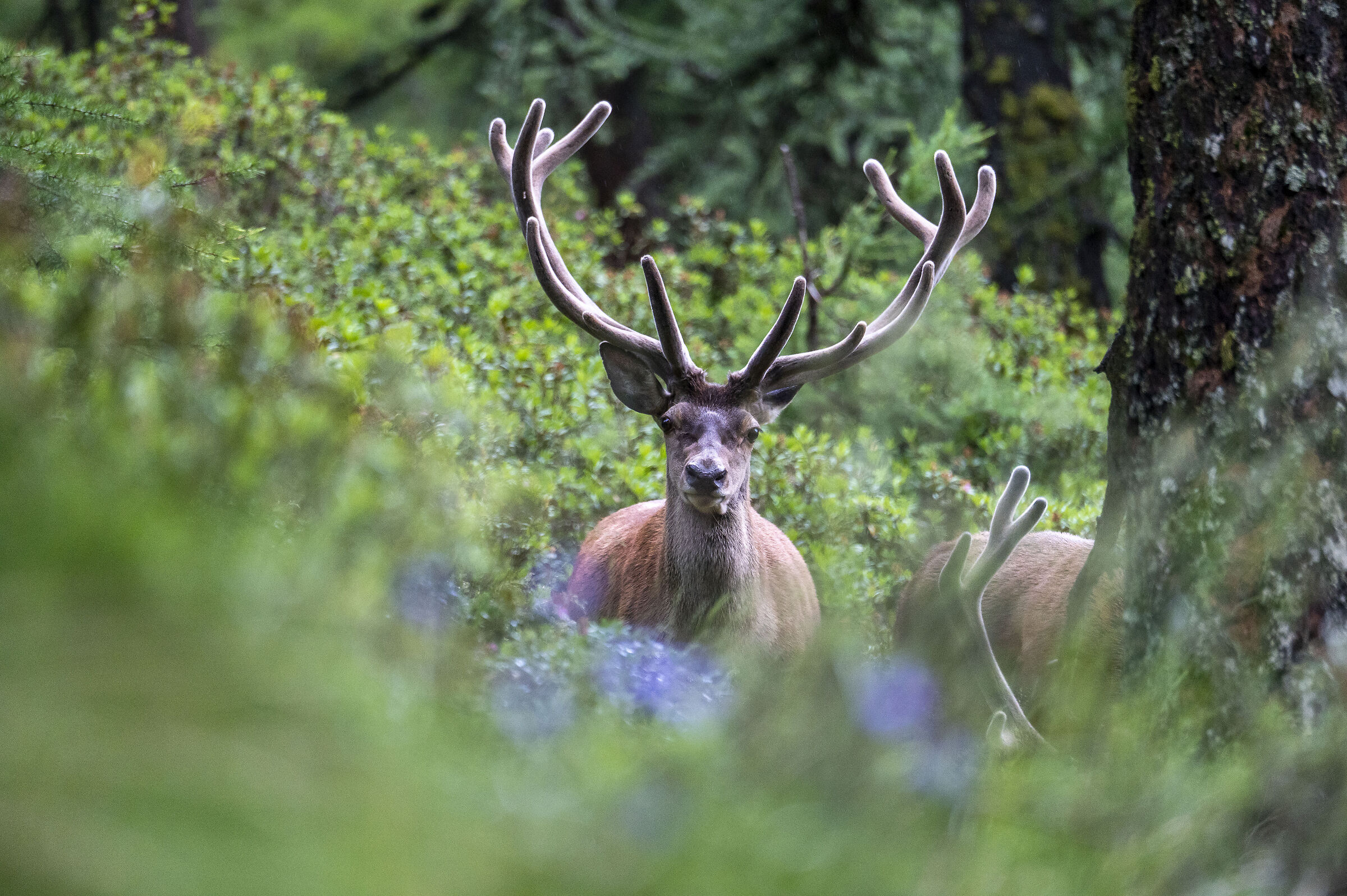 Cervo in velluto