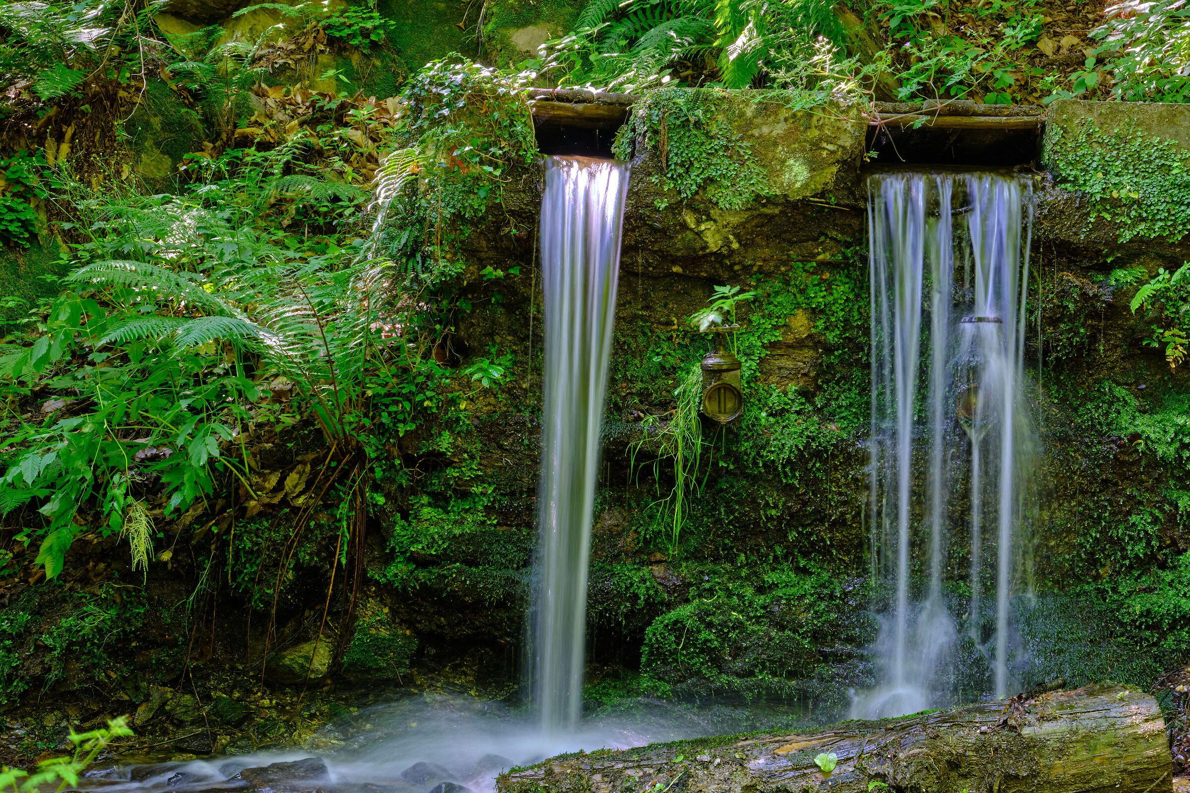 la freschezza nel bosco