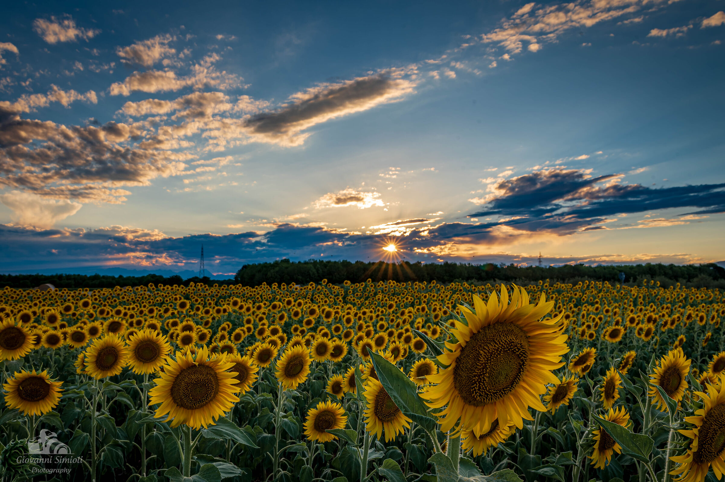 Girasoli al tramonto