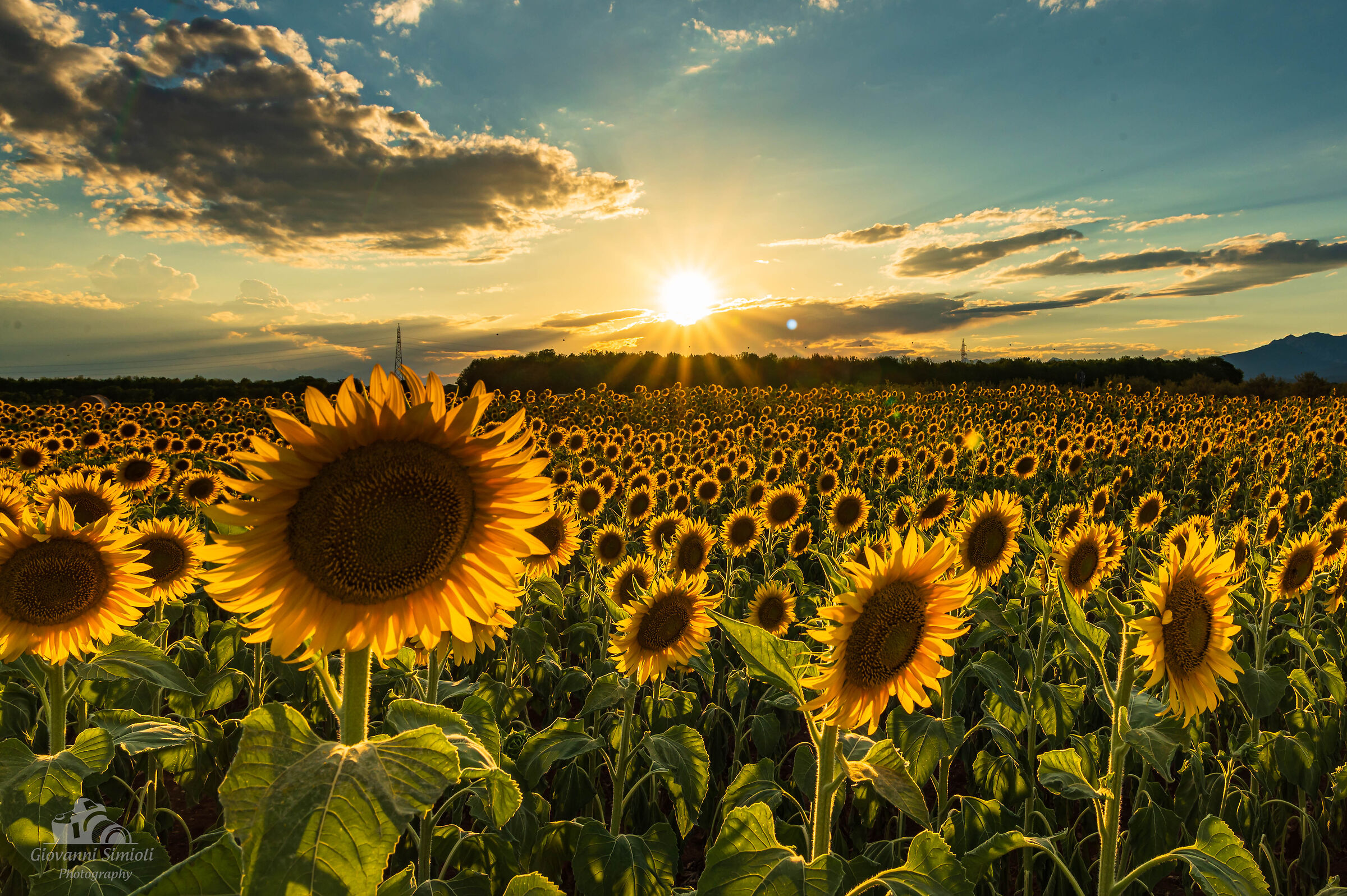 Girasoli al tramonto