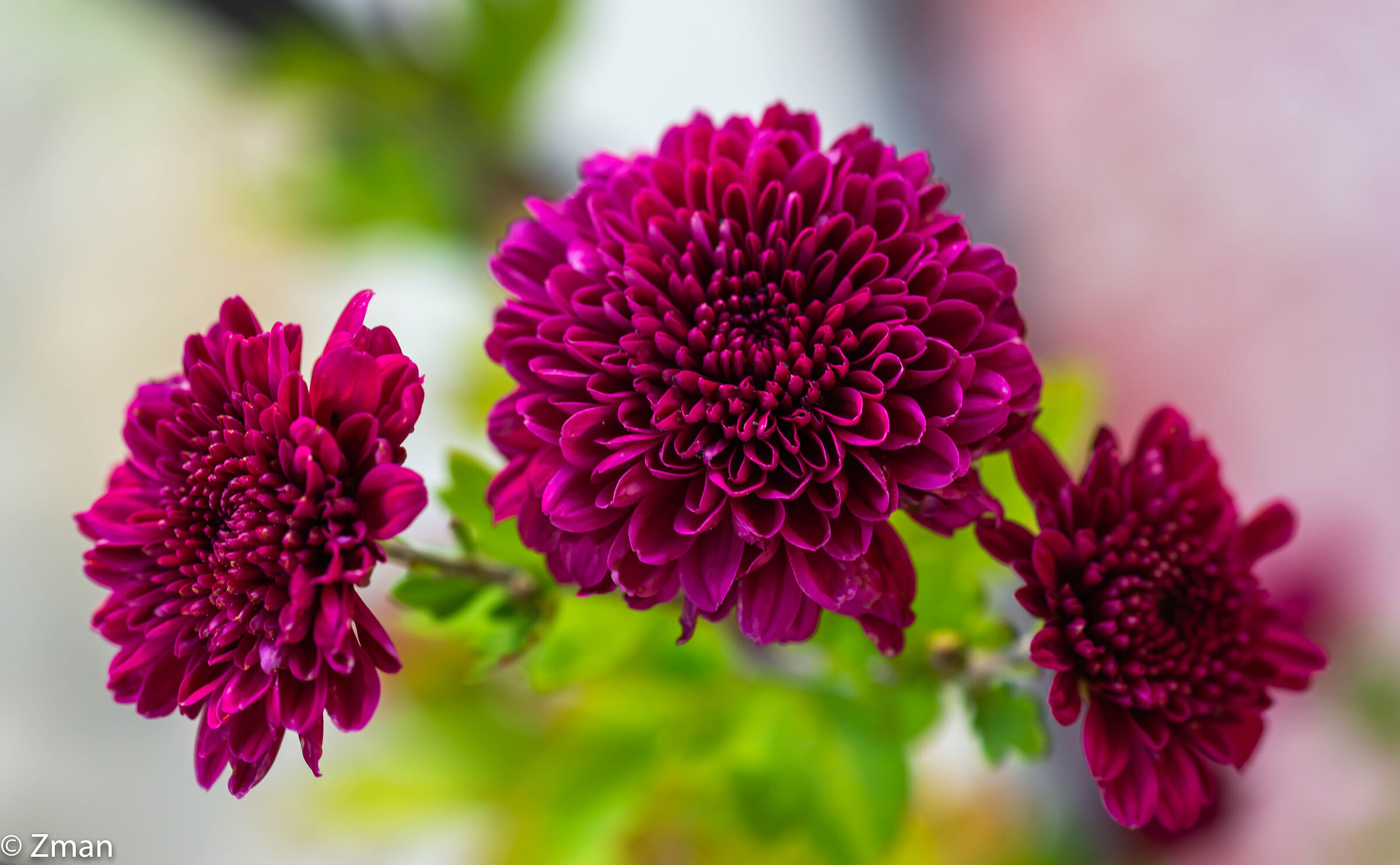 Dahlias
