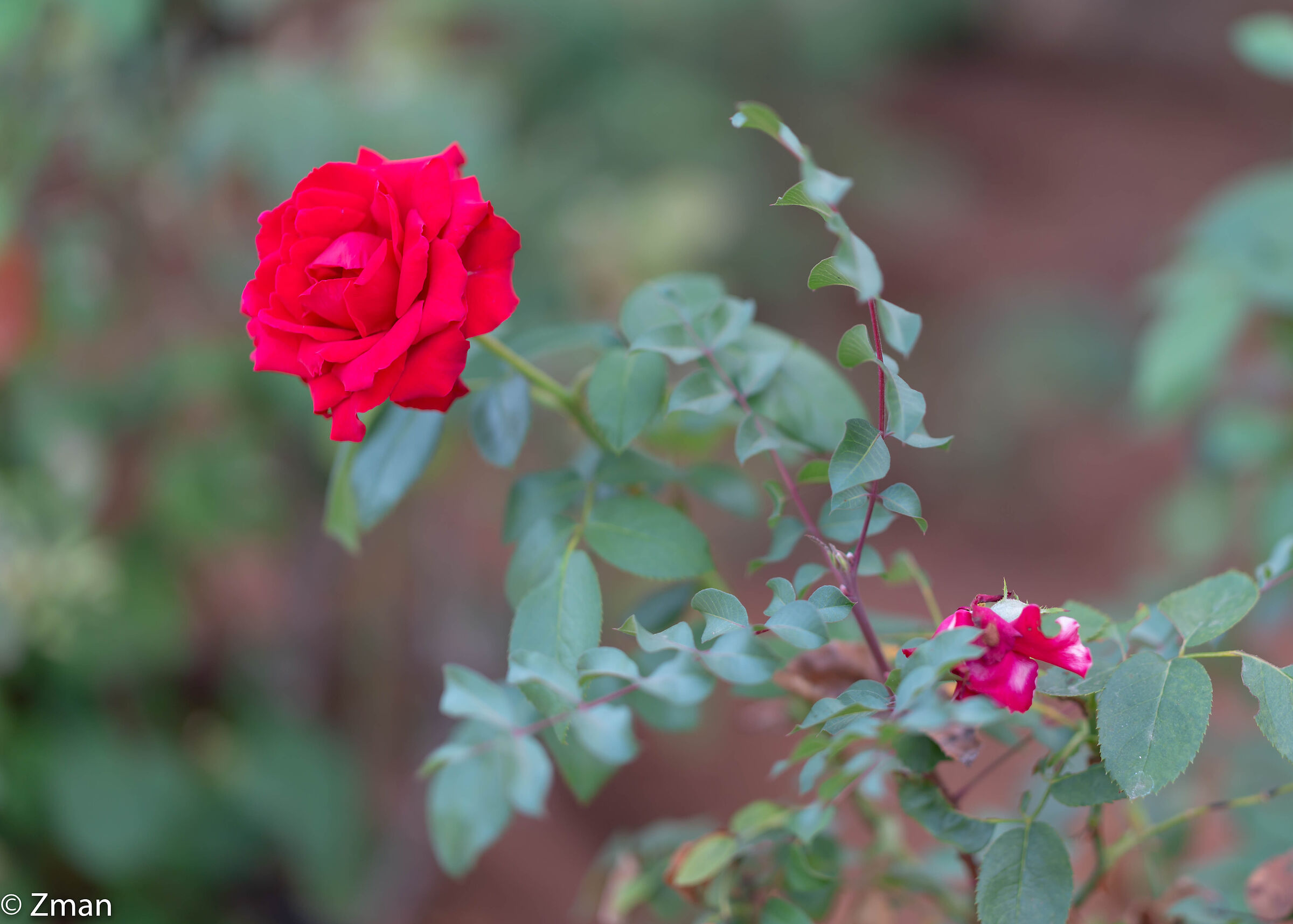 Red Rose